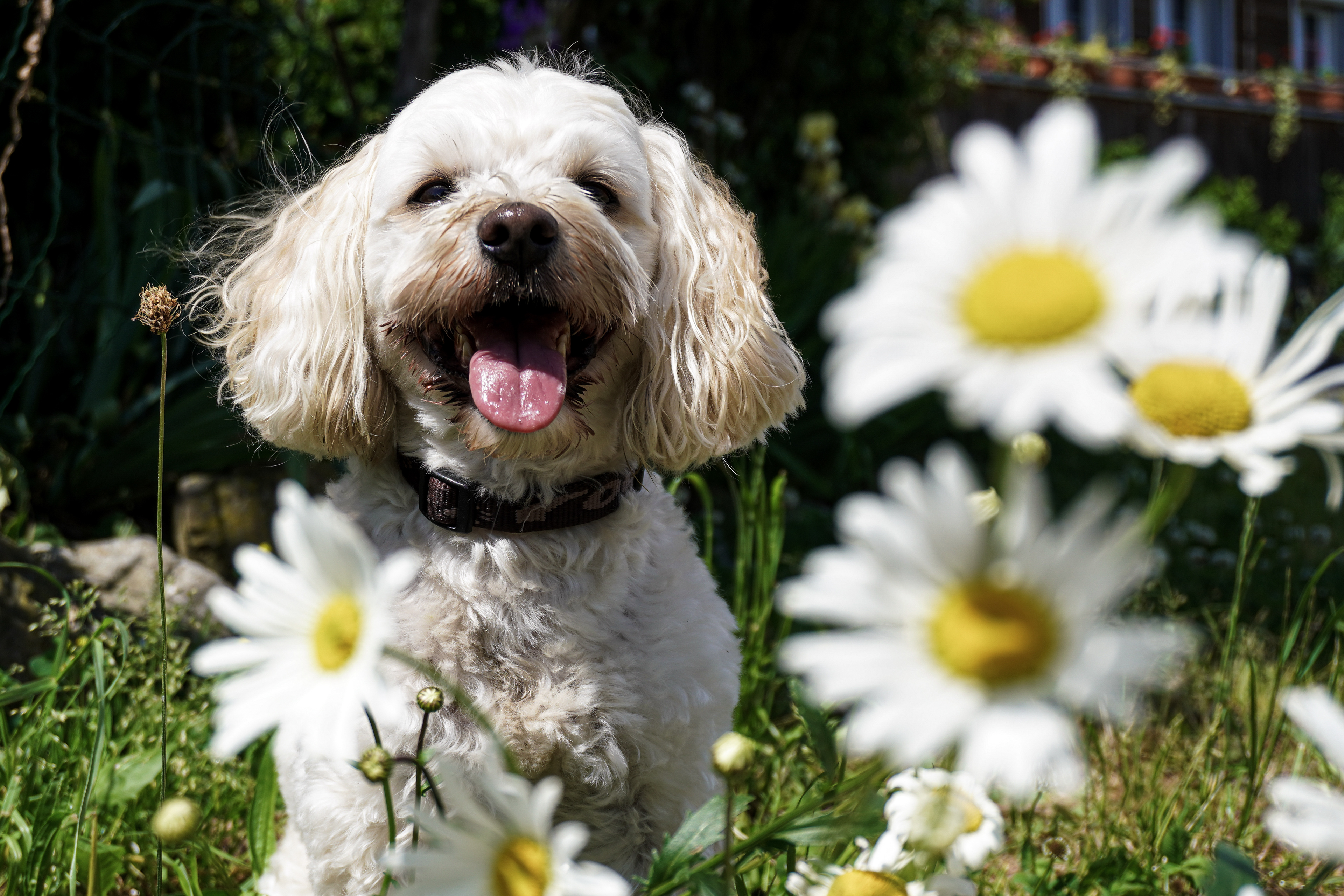 Hund mit Sonnenblume