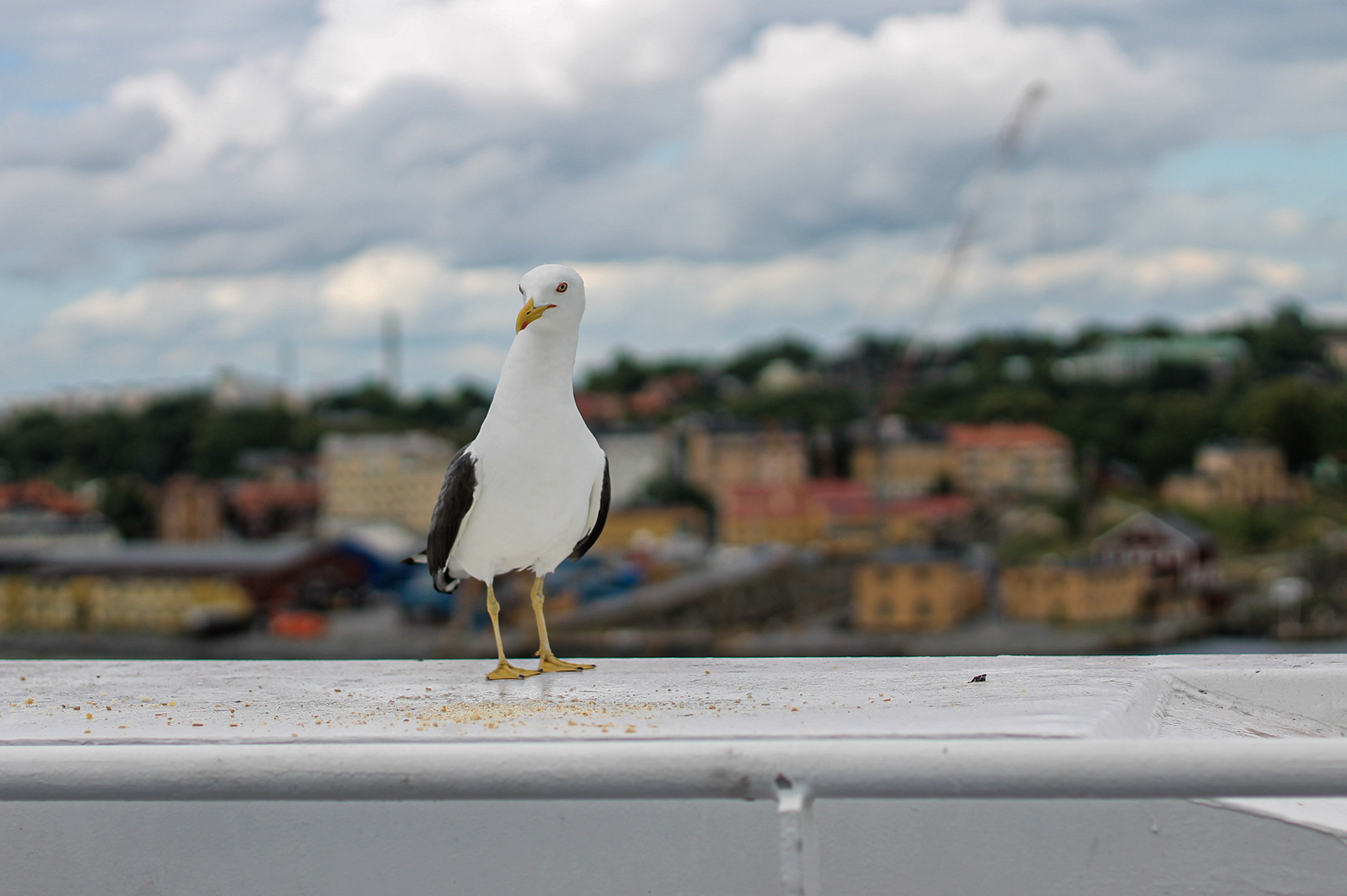 Möve in Stockholm