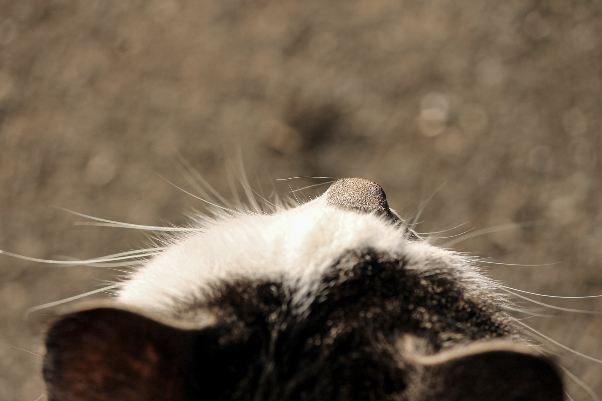 Katzennase