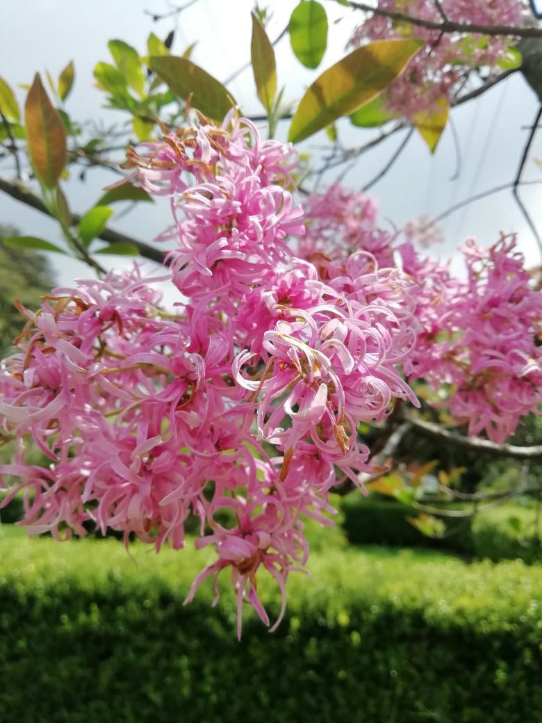 Flor del Arupo. Bogotá, Colombia. (2018). Fotografía propia.