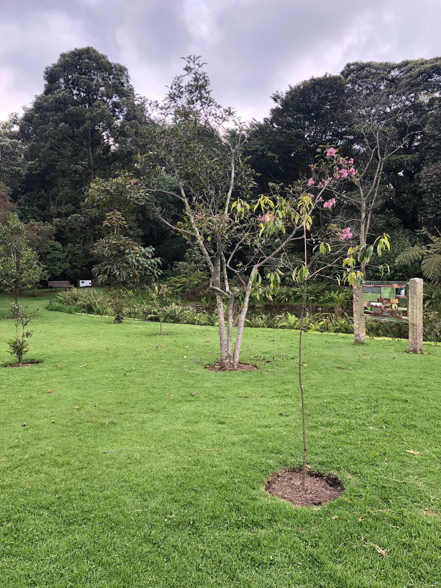 Arupo frente al lago del Jardín Botánico. Bogotá, Colombia. (2018). Fotografía propia.