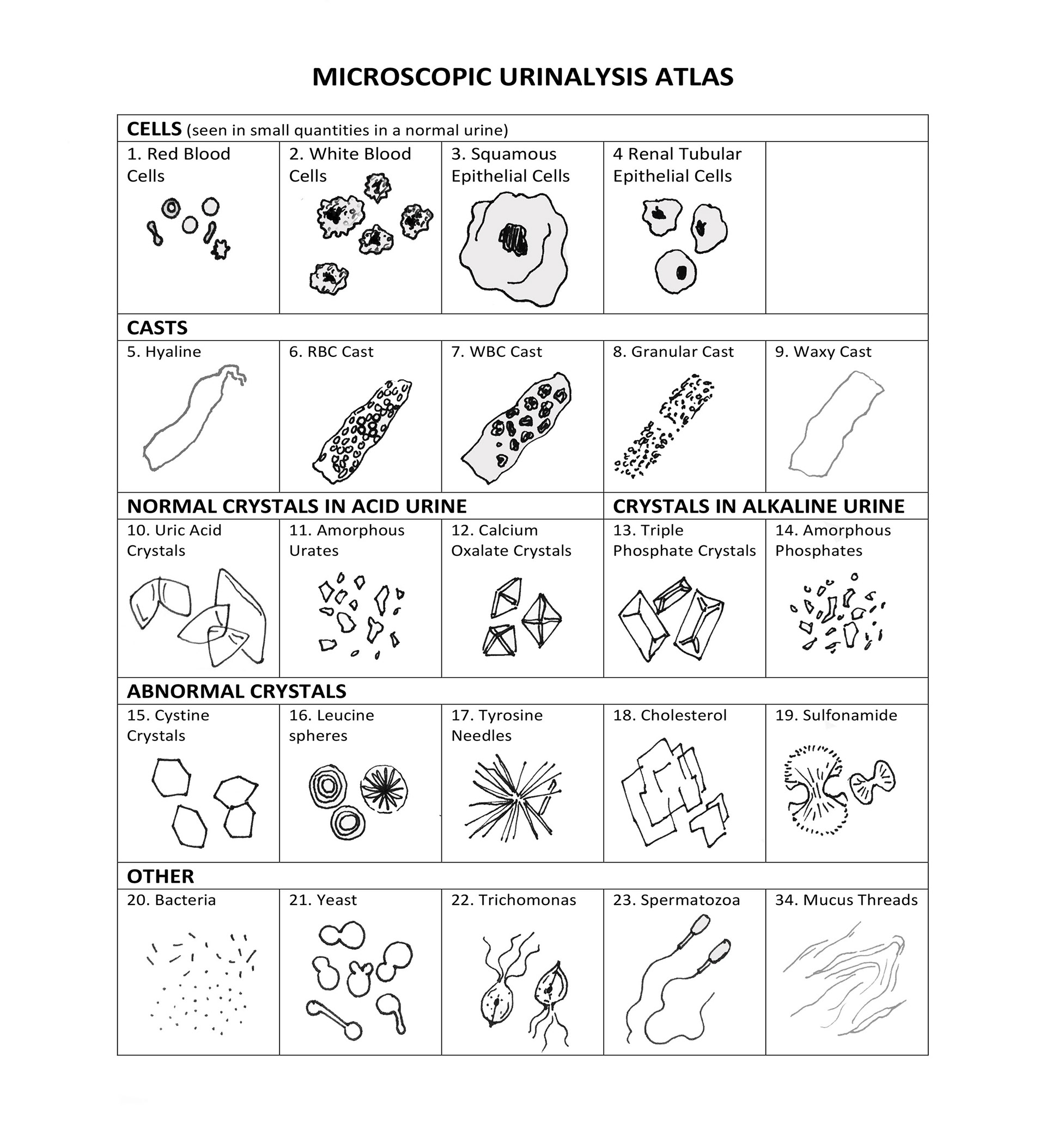 Urinalysis Atlas