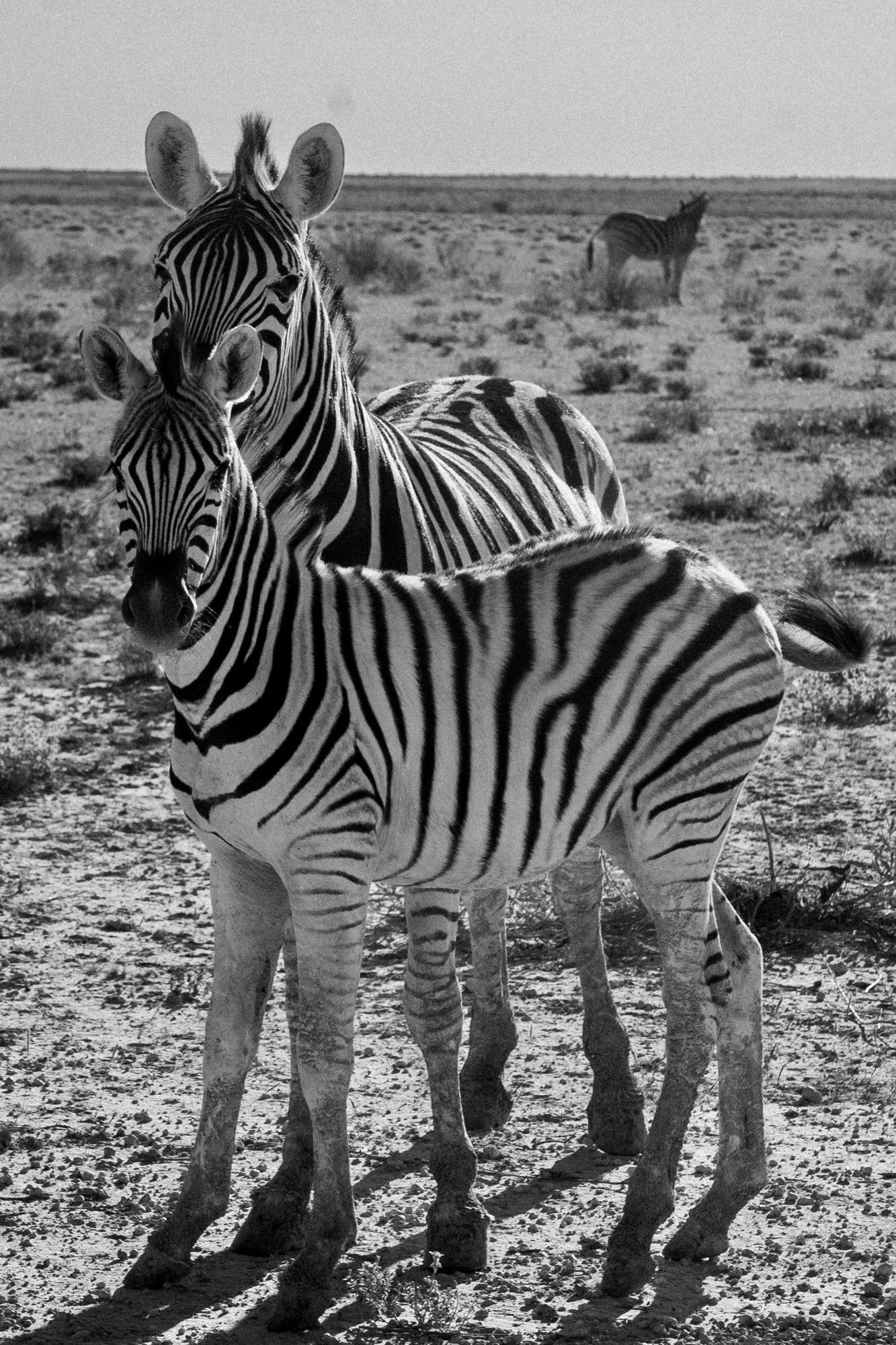 Wycieczka Grupowa, Namibia - Fotoreportaż