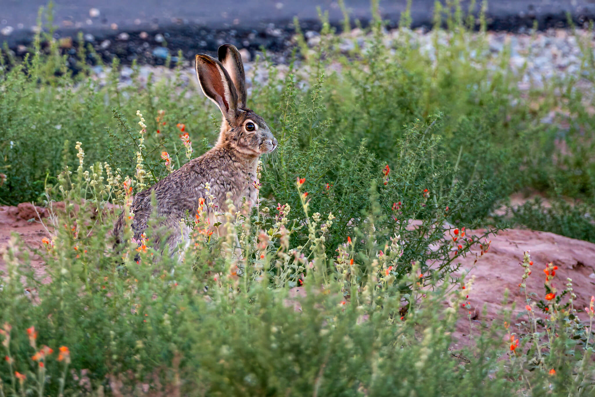 Black Tailed Jack Rabbit , Nikon Z8, ISO 1250, f8, 1/125s