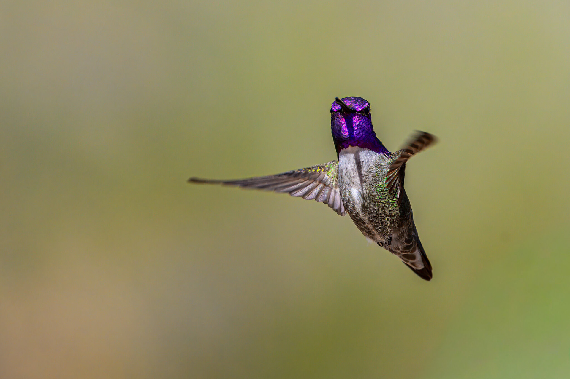 Costa's Hummingbird