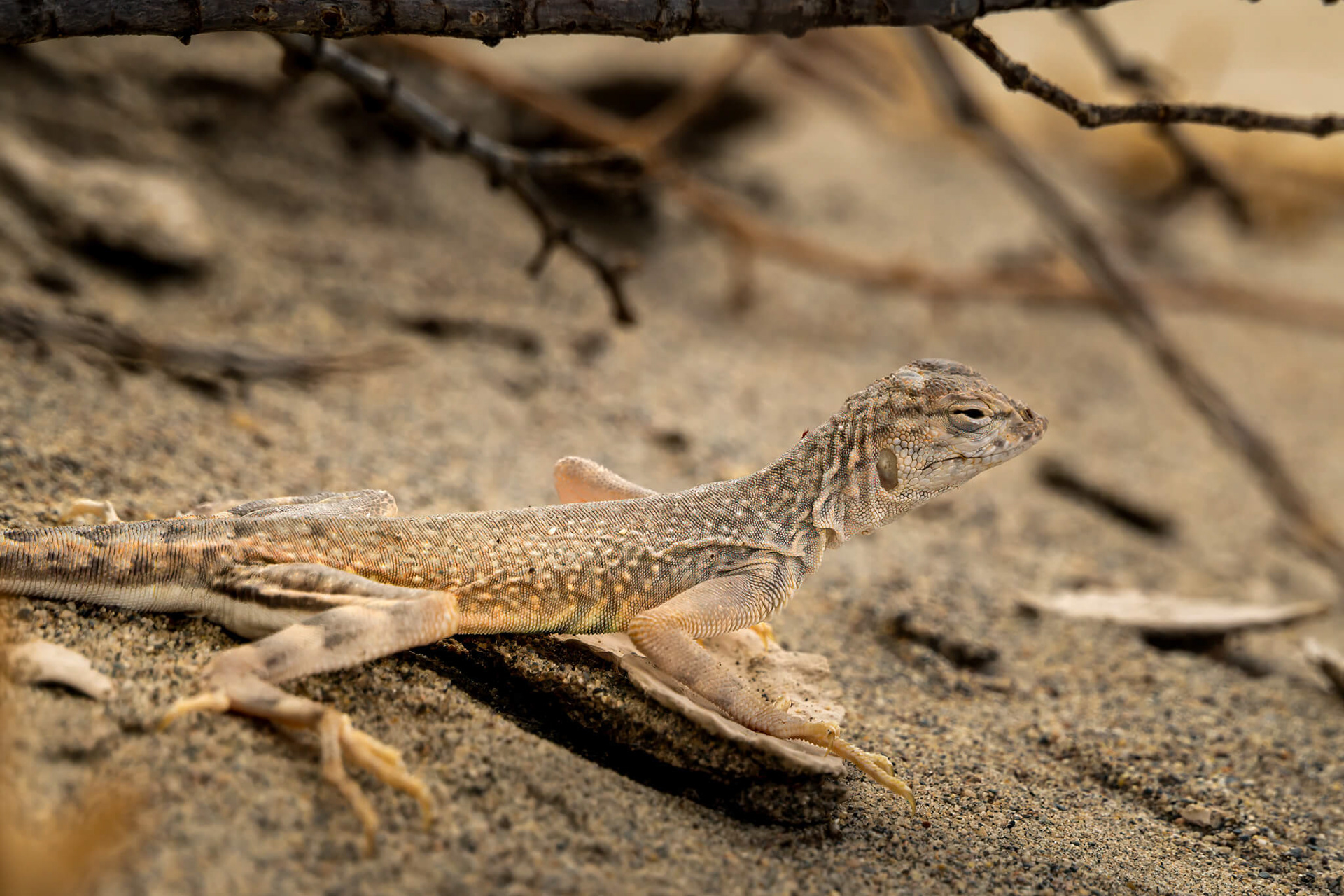 A Greater Earless Lizard, known for their high heat tolerance.