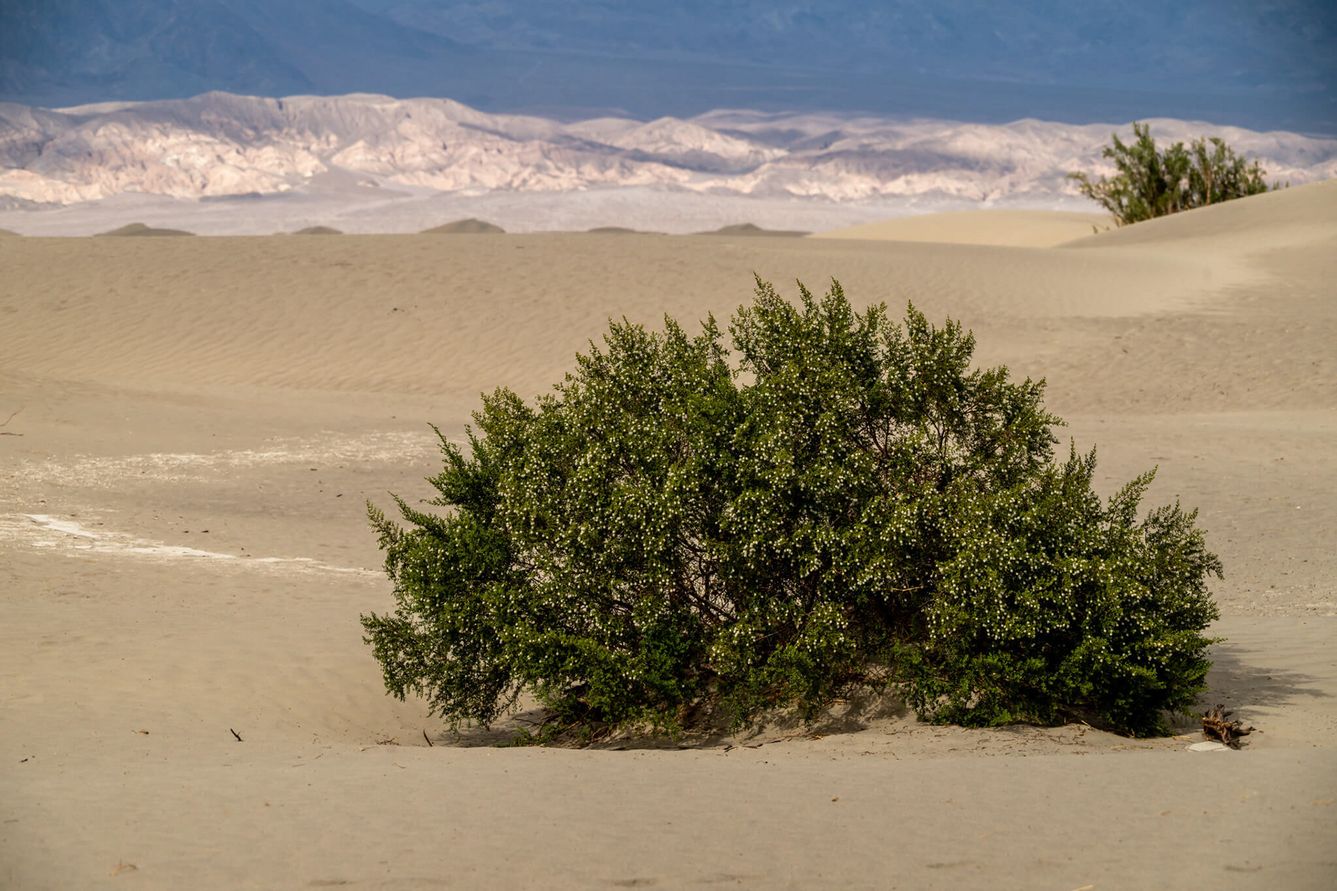 The creosote bush thrives in harsh, arid environments, utilising deep roots and waxy leaves to survive extreme drought.
