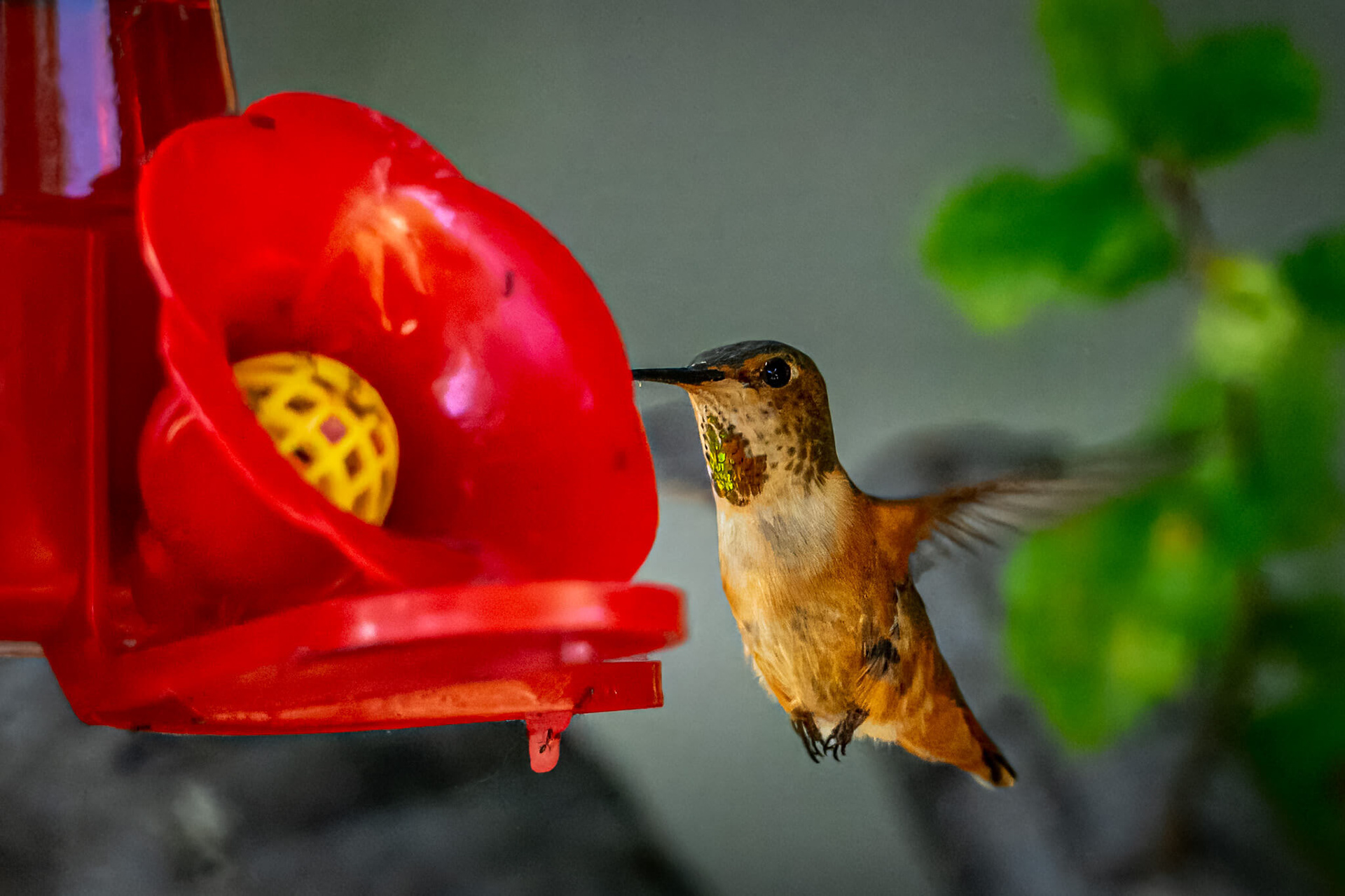 Rufous Hummingbird