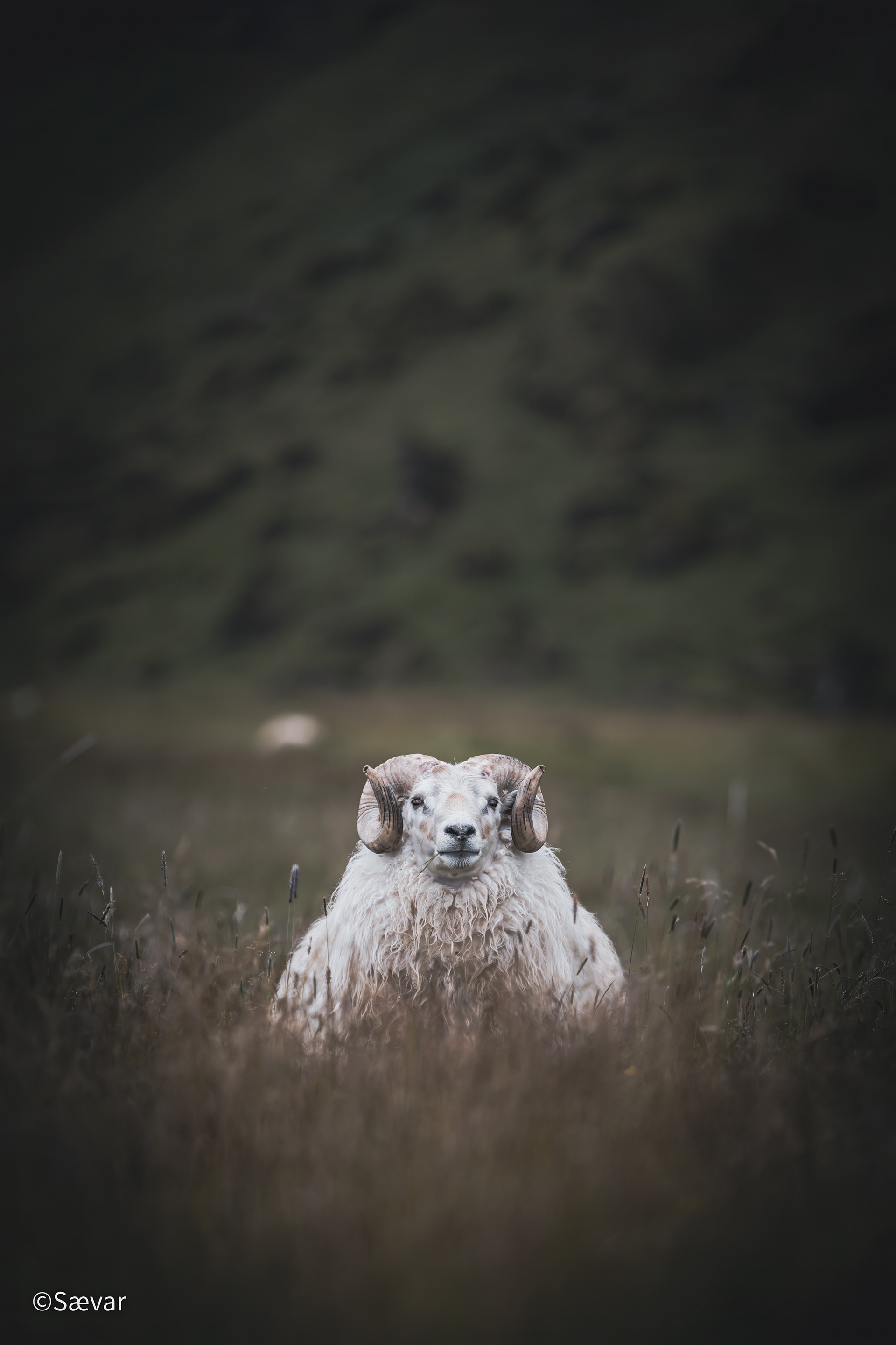 Fjalar, Icelandic Ram