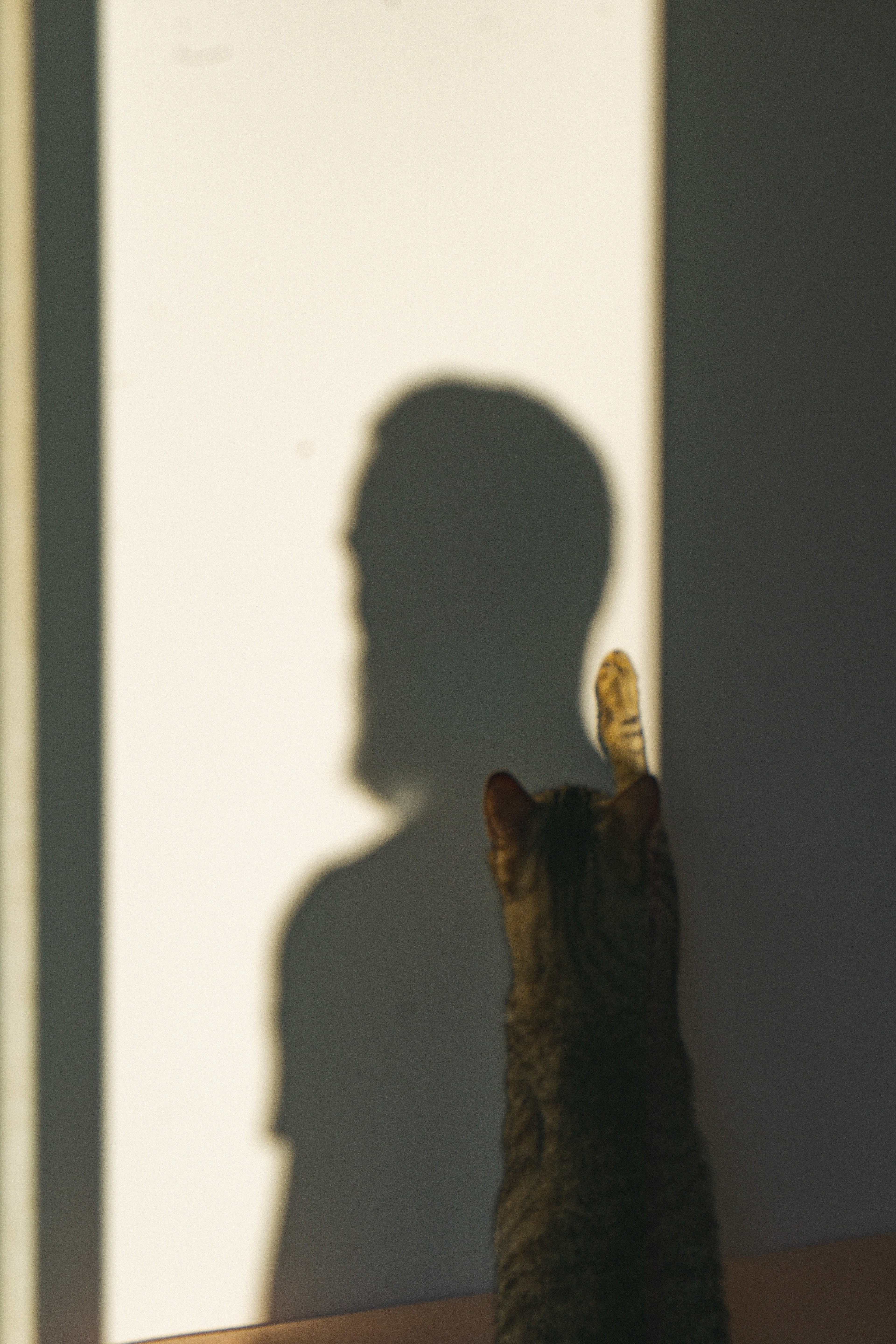 Sombras desde el balcón. Los gatos.