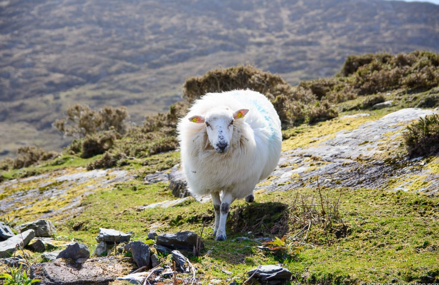 Shaggy sheep, soon to be sheared in the sunshine.