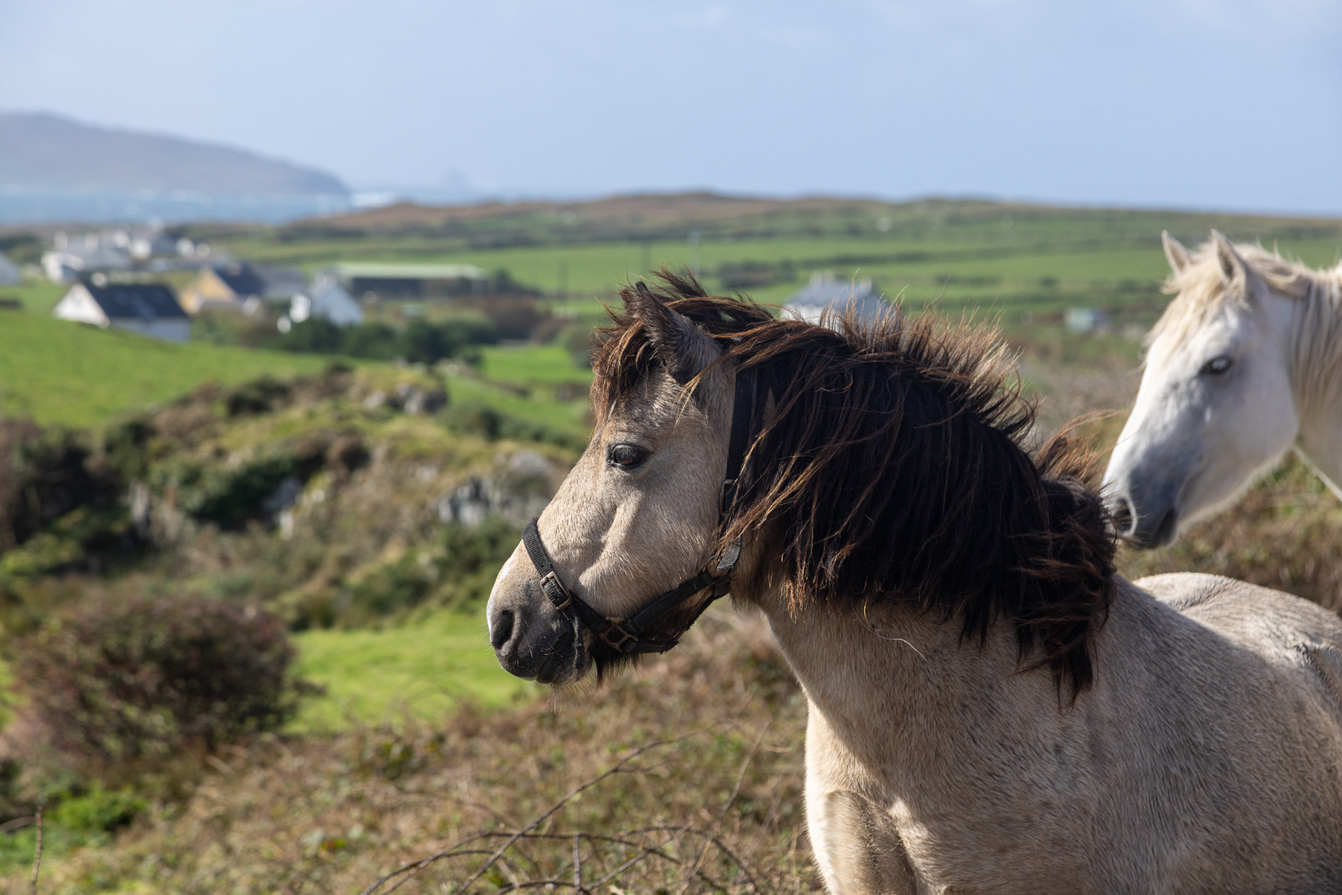 Pony, pony.