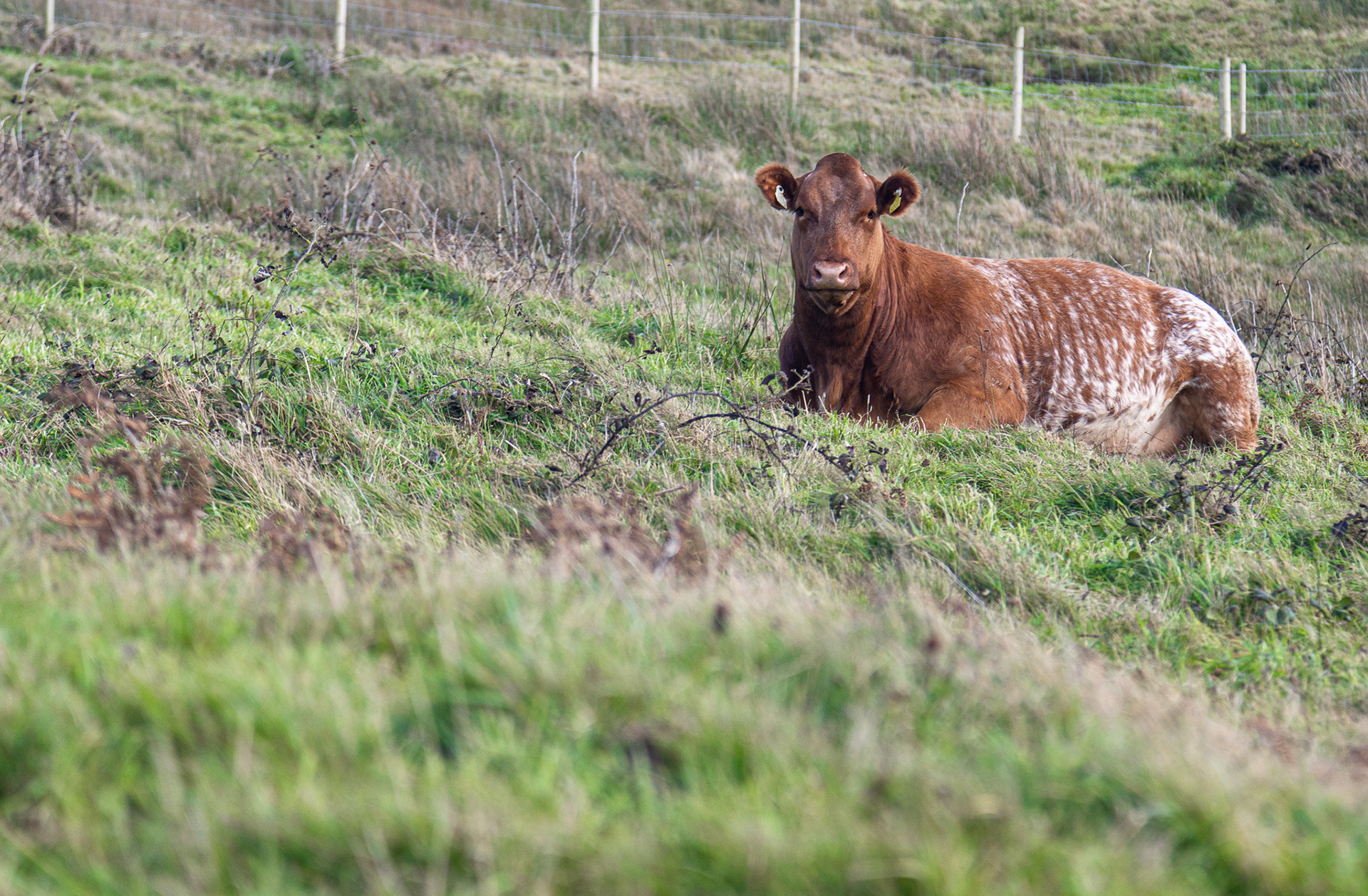 Why is this cow smiling?