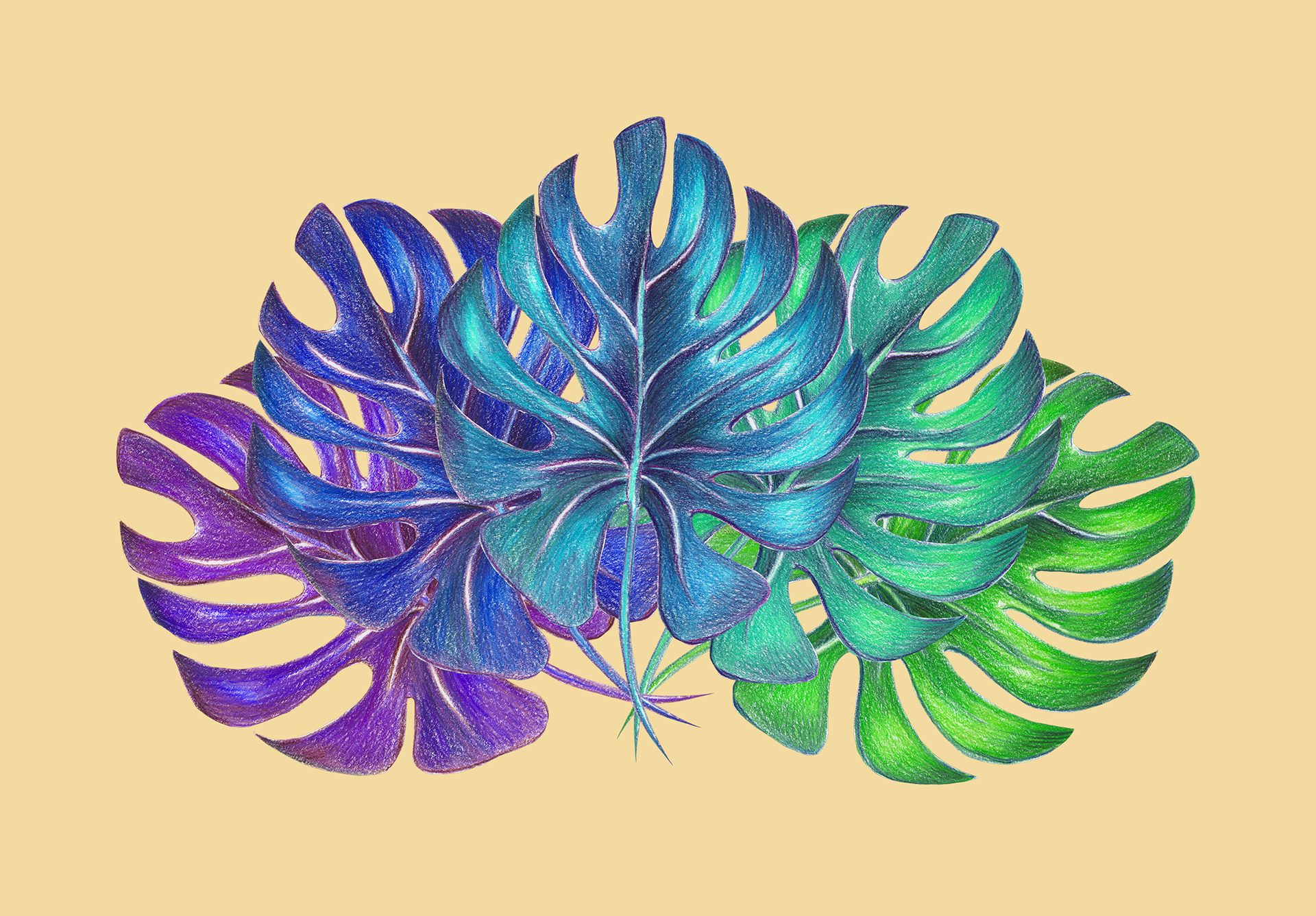 monstera colours