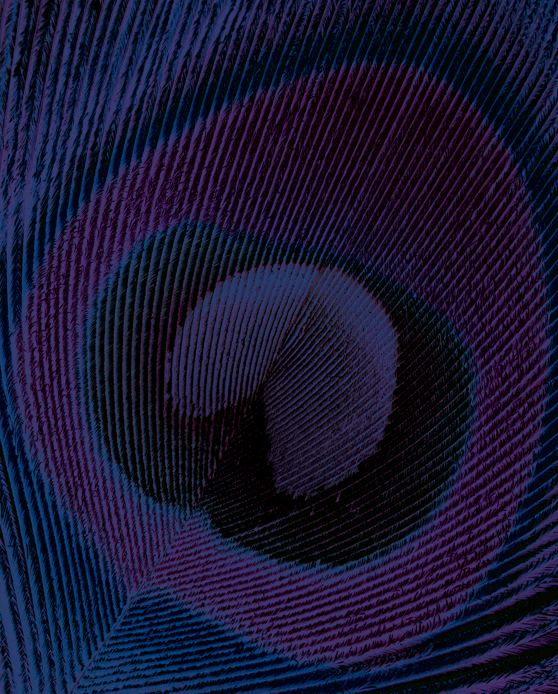 purple peacock