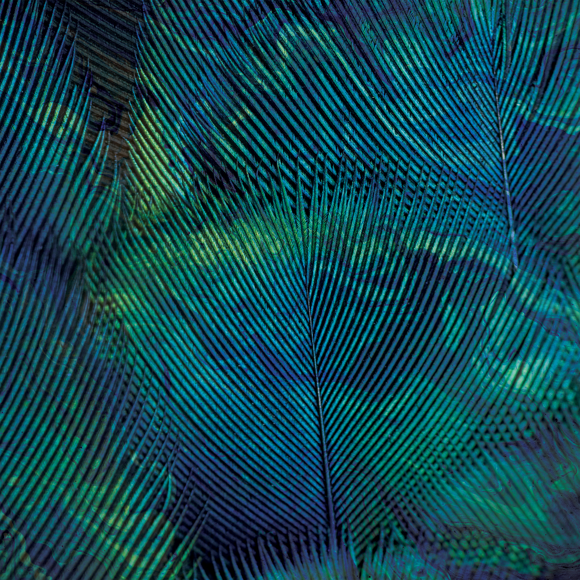 feathered marble