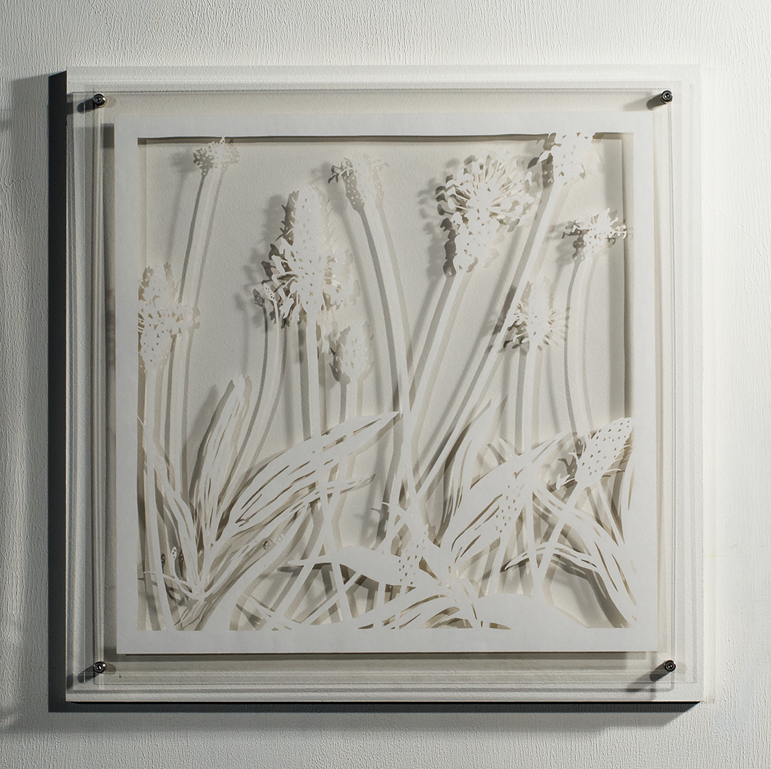 ⒸHitomi NAKAMURA 2015 'Weeds -small lives in Daiba -Plantago lanceolata' bamboo paper 32×32㎠ 中村儒纏『道草−台場の小さな命たち−ヘラオオバコ』