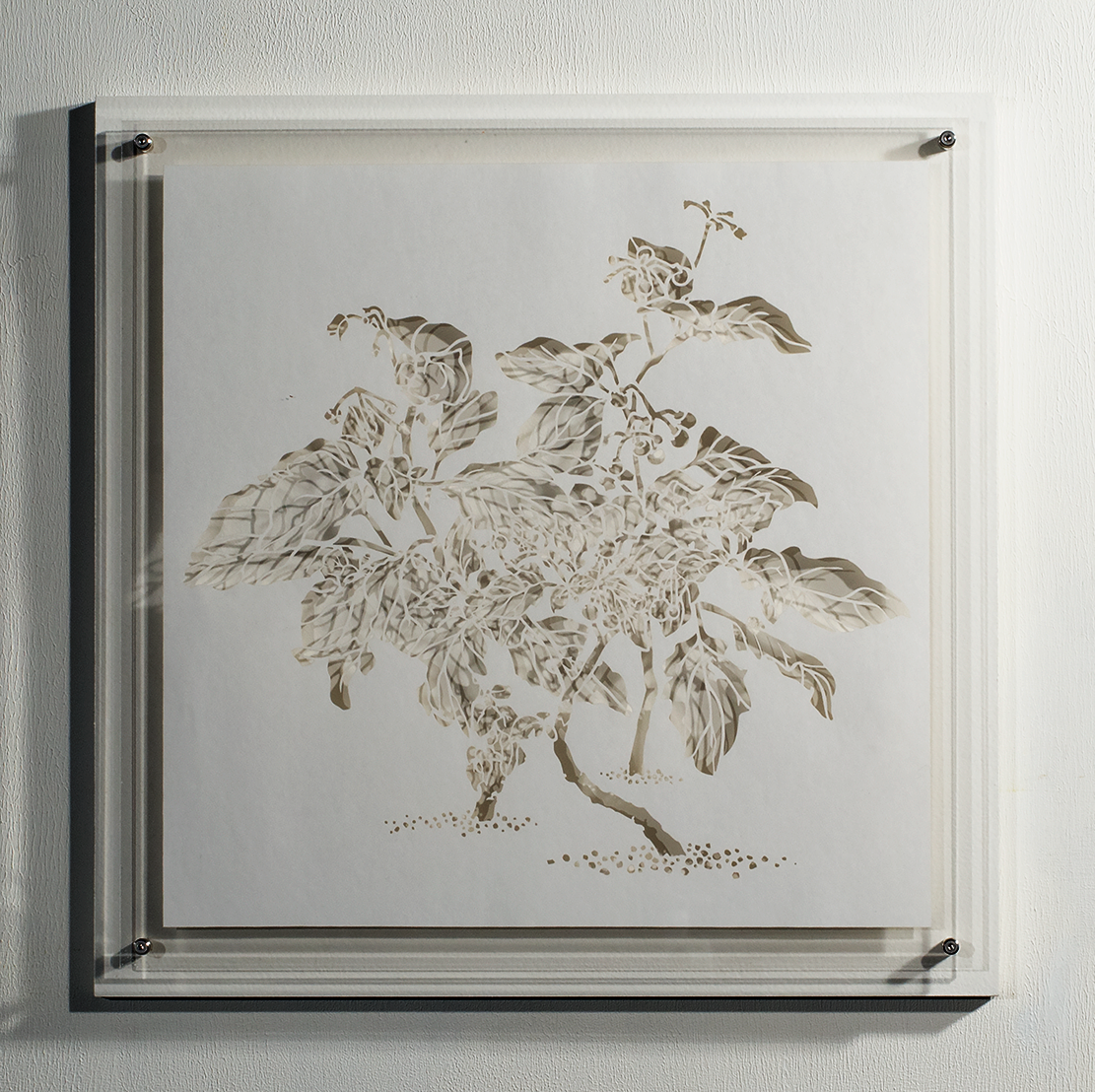 ⒸHitomi NAKAMURA 2015 'Weeds -small lives in Daiba -Solanum nigrum' bamboo paper 32×32㎠ 中村儒纏『道草−台場の小さな命たち−イヌホオズキ』