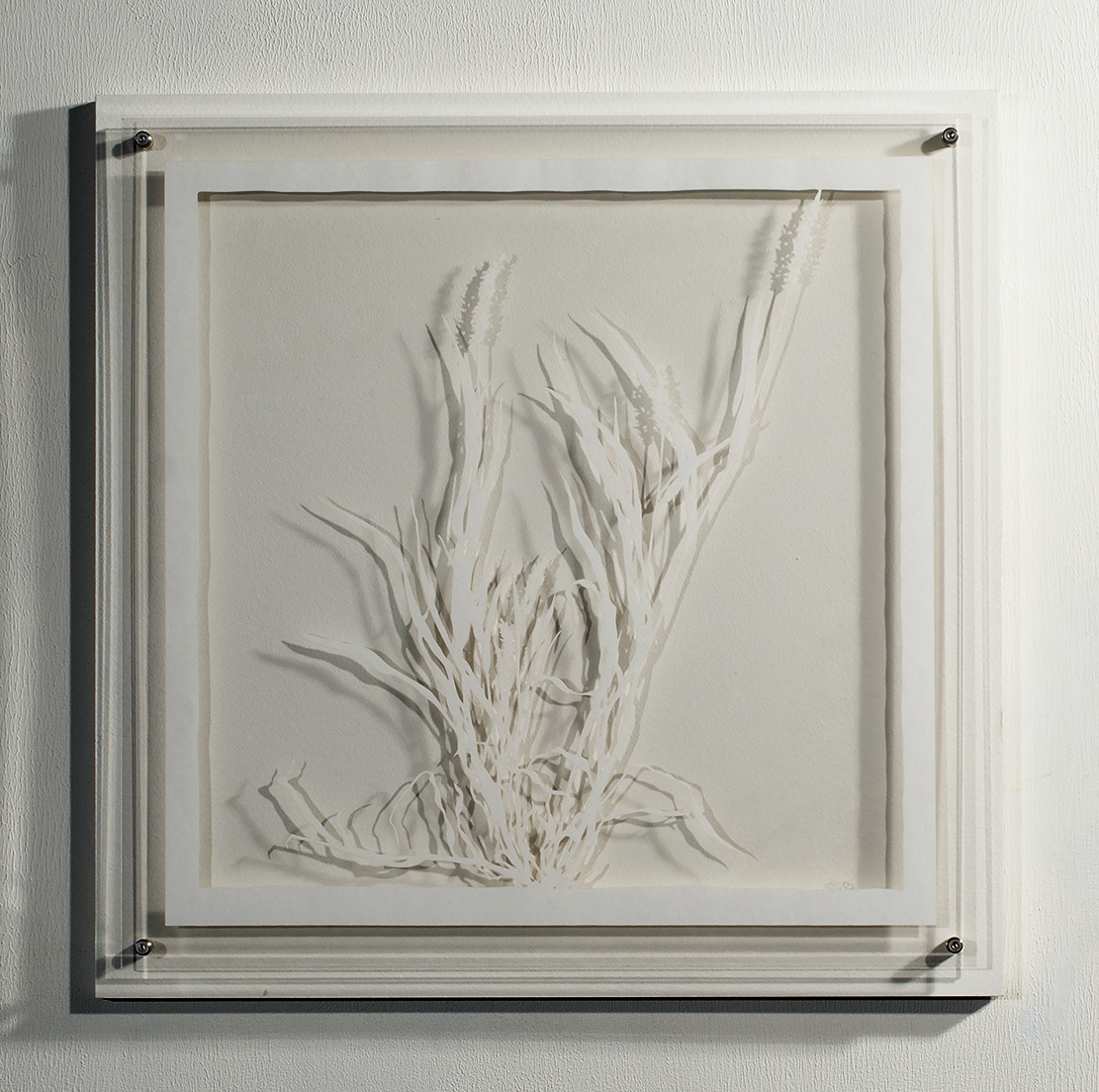 ⒸHitomi NAKAMURA 2015 'Weeds -small lives in Daiba -Setaria viridis' bamboo paper 32×32㎠ 中村儒纏『道草−台場の小さな命たち−エノコログサ』