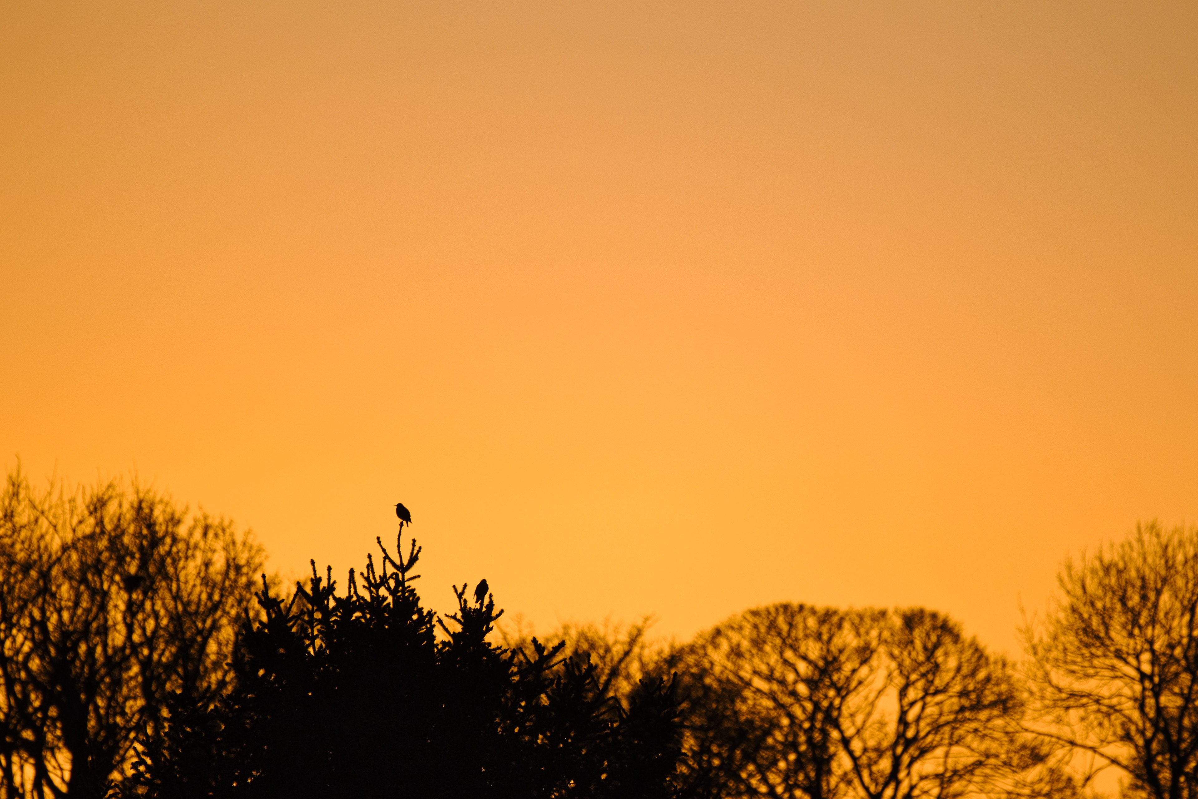 Silky Silhouette