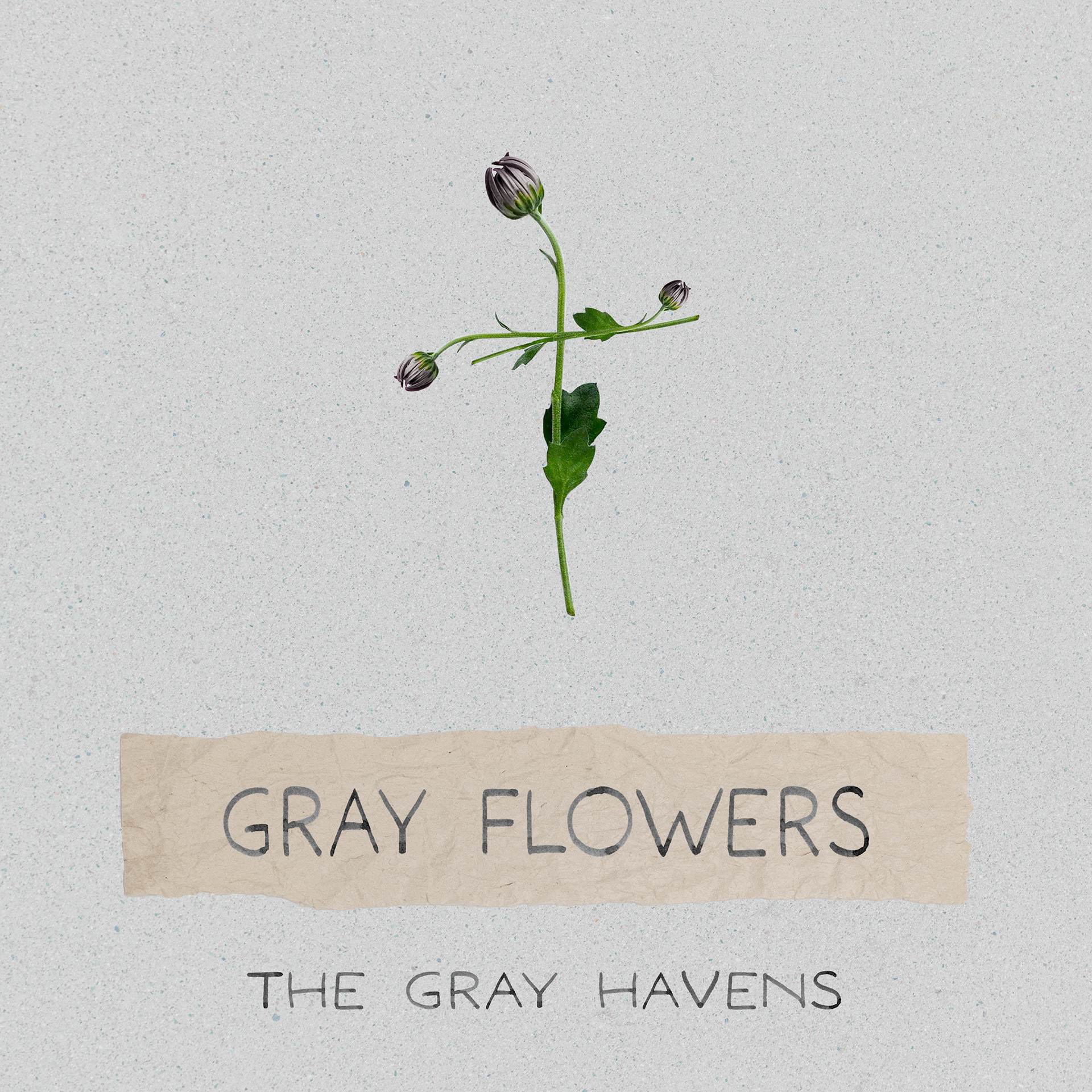 "Gray Flowers By The Gray Havens_Concept Cover" (3/9/2023)