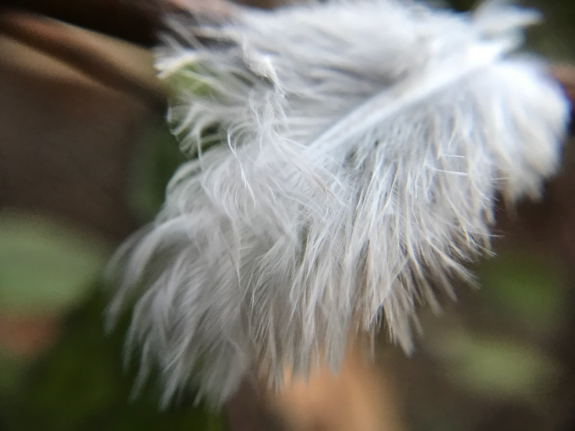 Tiny feather, 2022