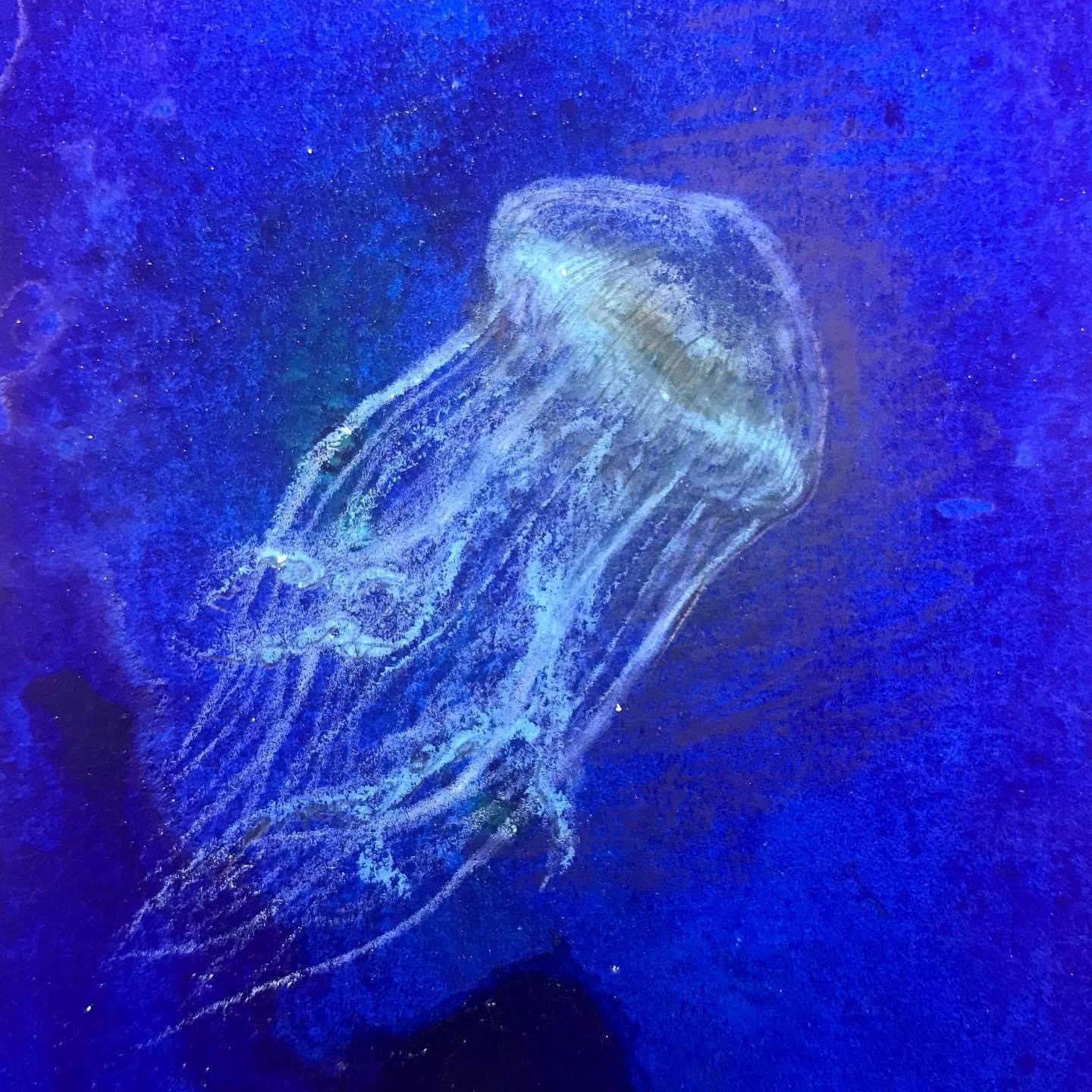 Sensitive Jellyfish, 2021