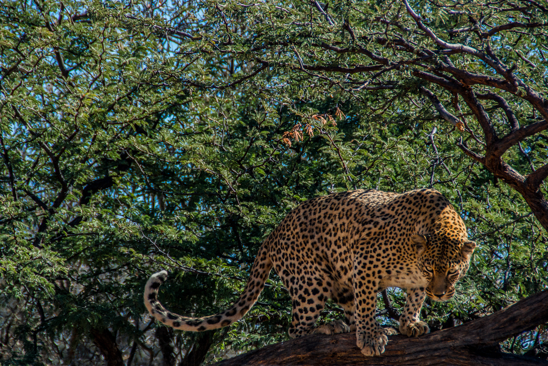 leopard in tree