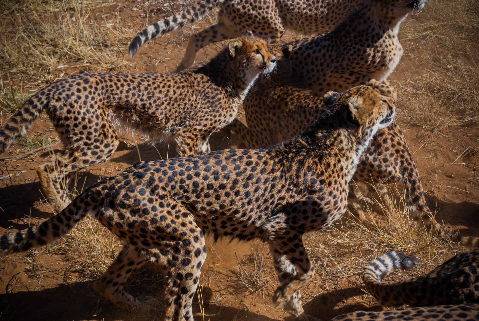 Cheetahs on the hunt