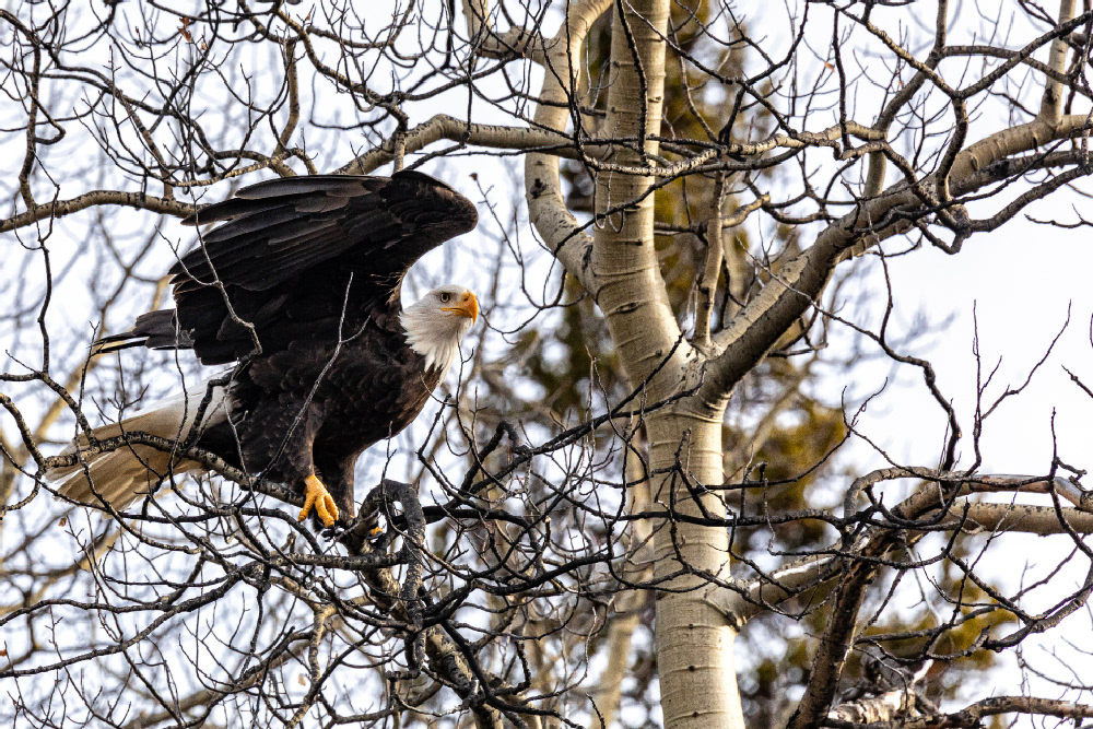 Photographe © Henri CHICH