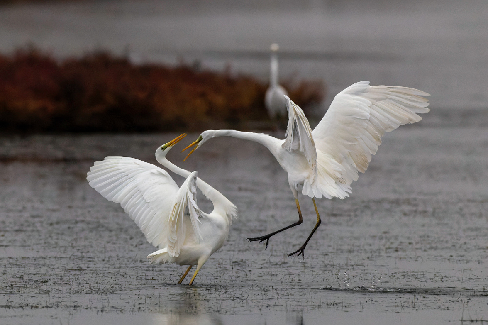 Photographe © Stéphane Chauveau