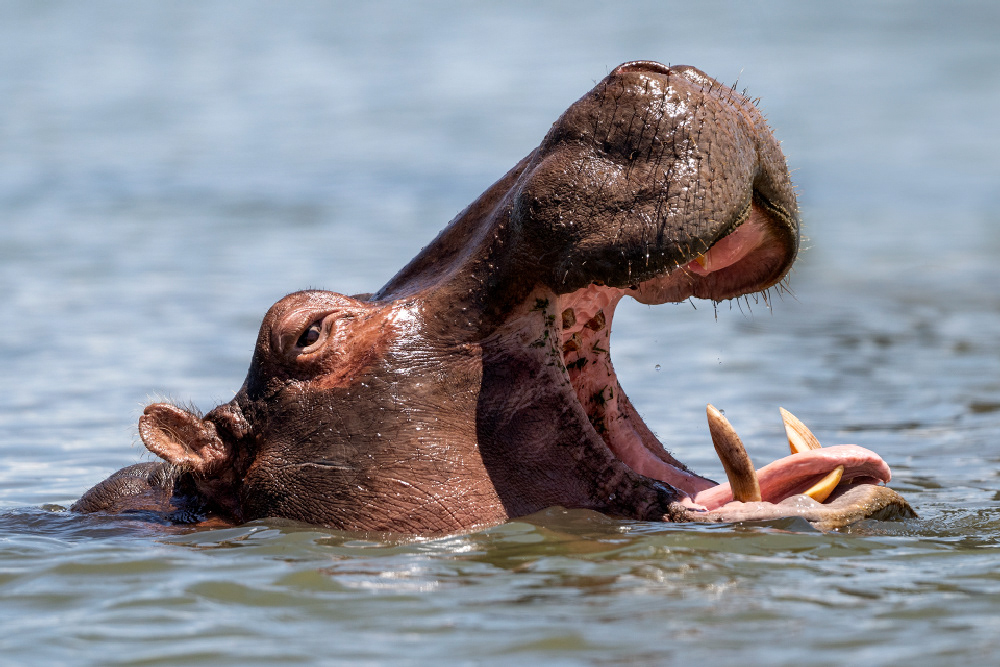 Photographe © Eve Rubini
