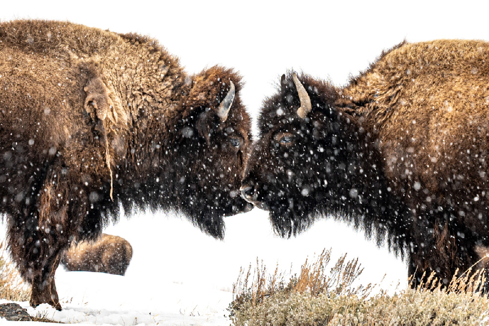 Photographe © Yves Marchais