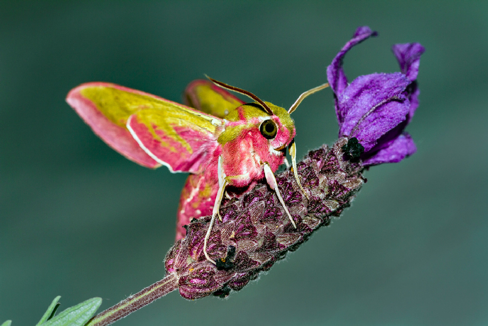 Photographe © Henri Chich