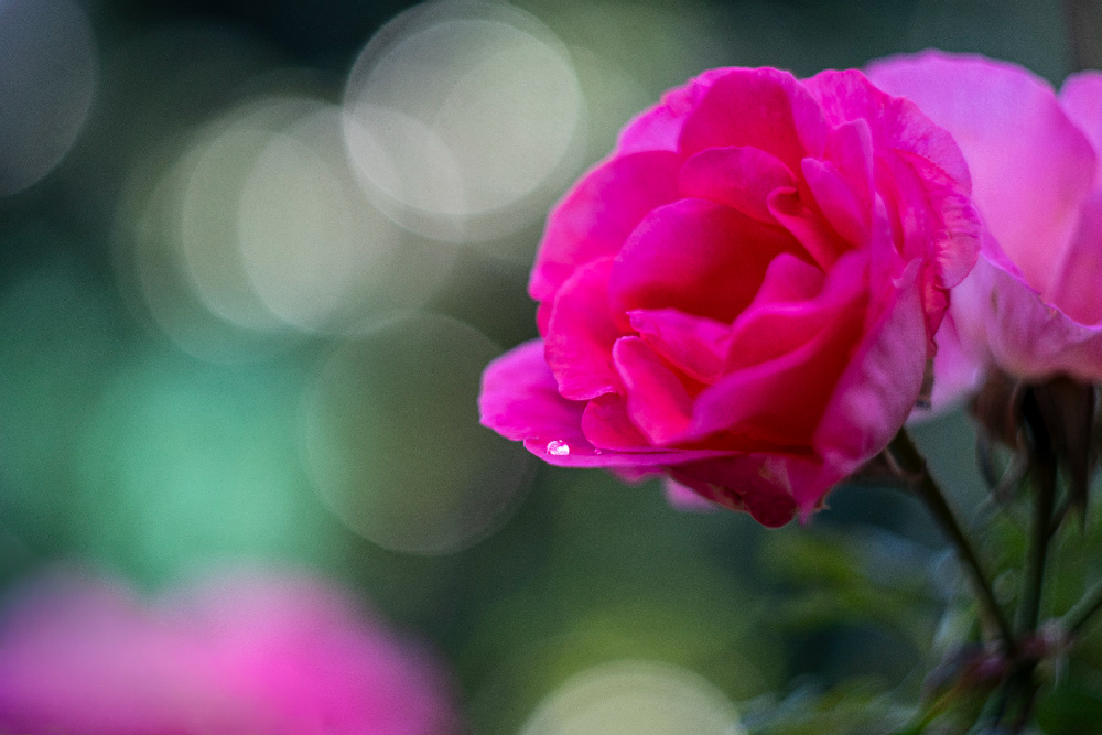 Photographe © Alain Origné