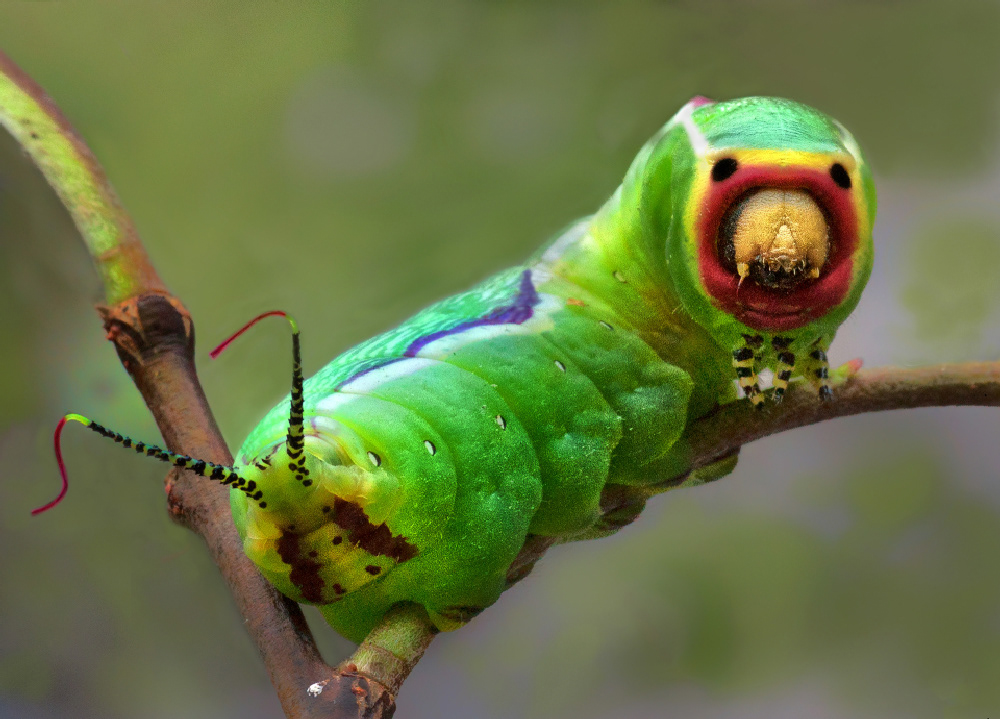 Photographe © Henri Chich