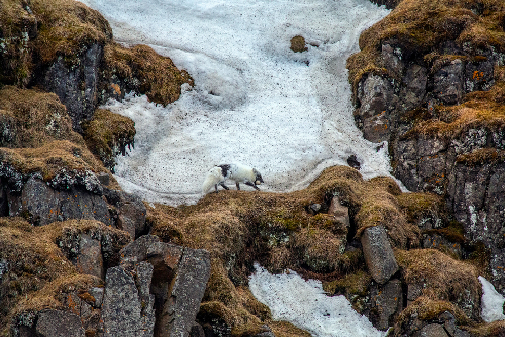 Photographe © Henri CHICH