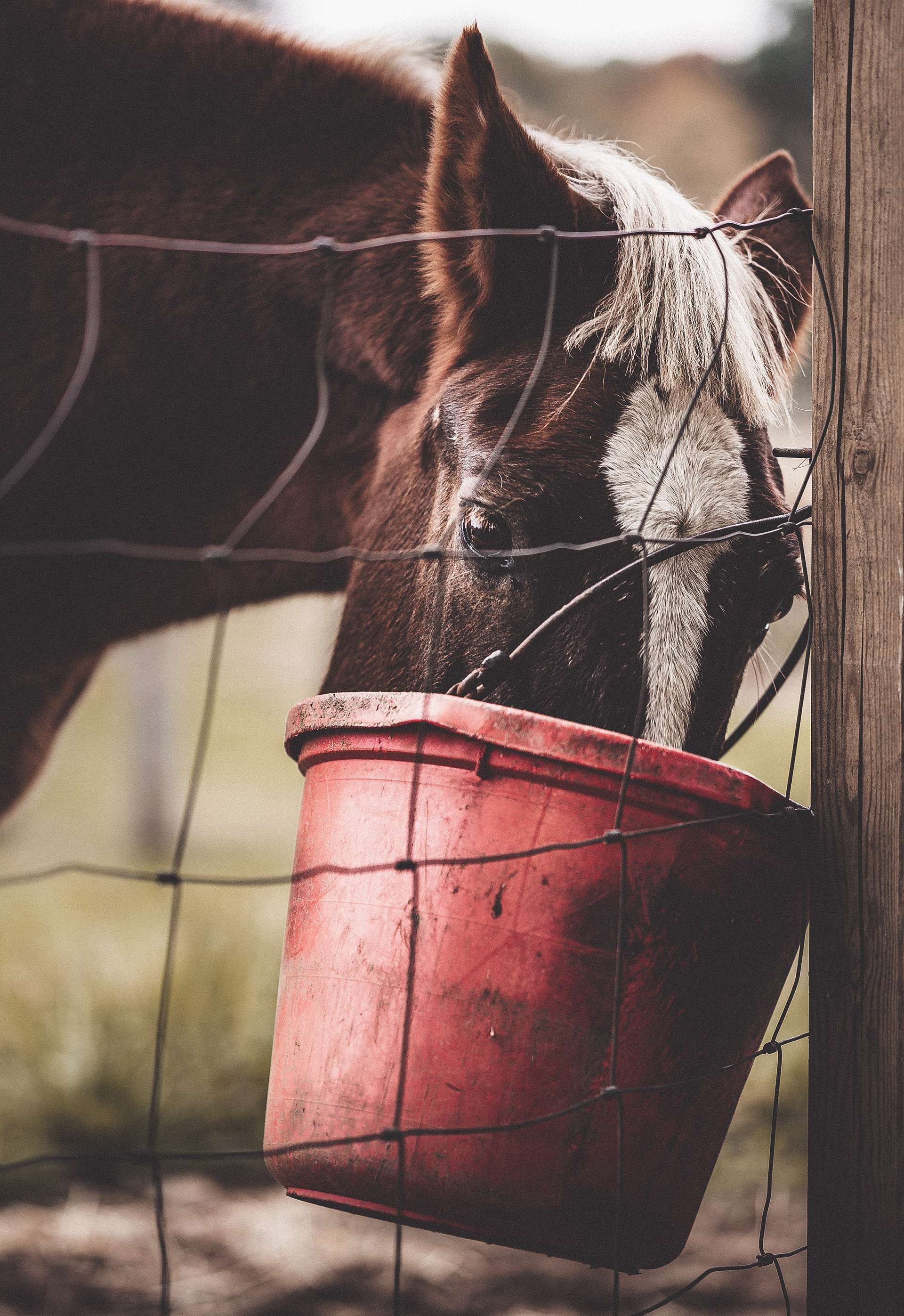 Horse 1