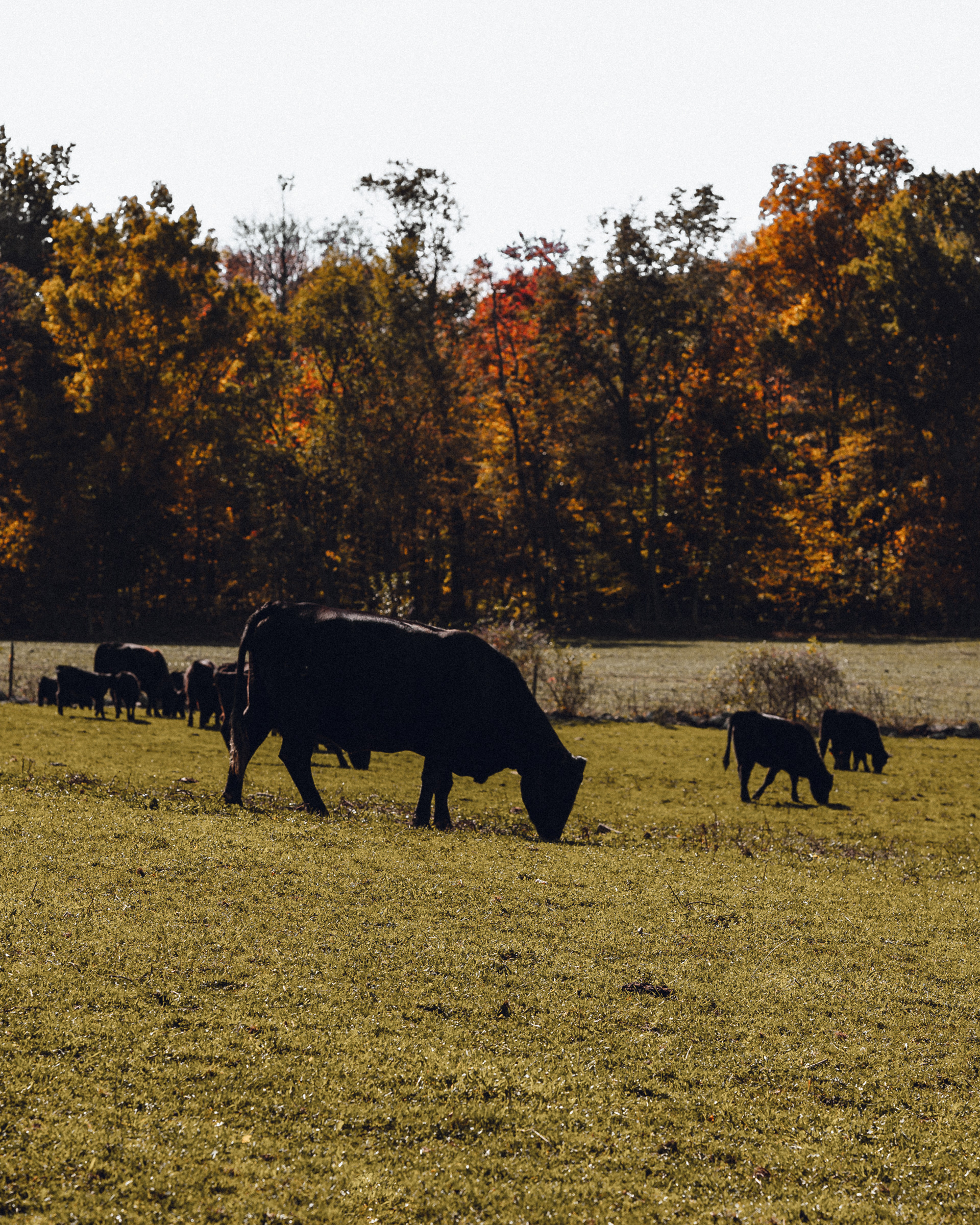 Graze