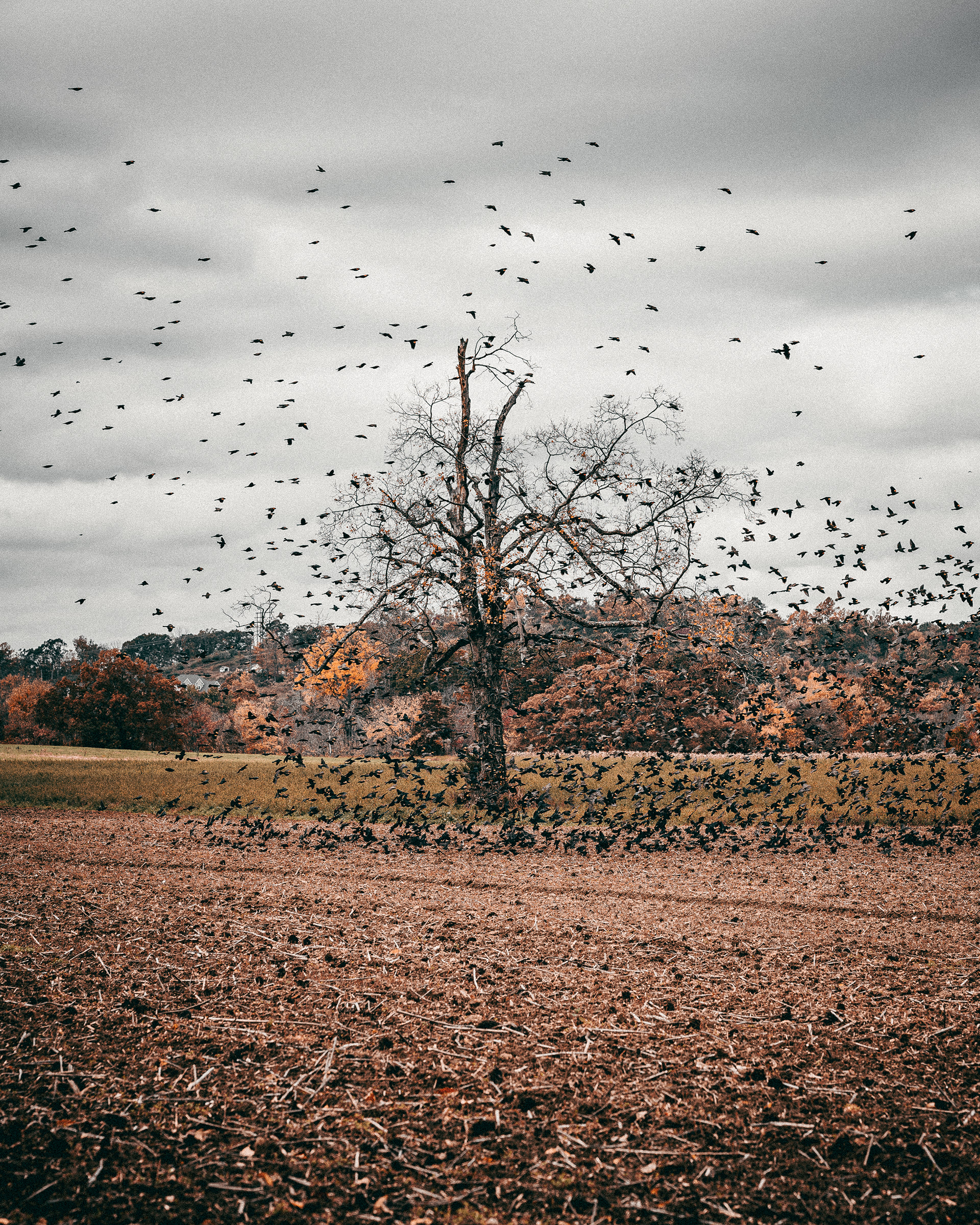 Flock 1