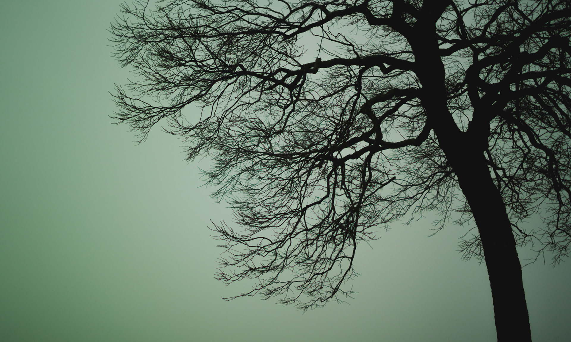 Gloom Tree
