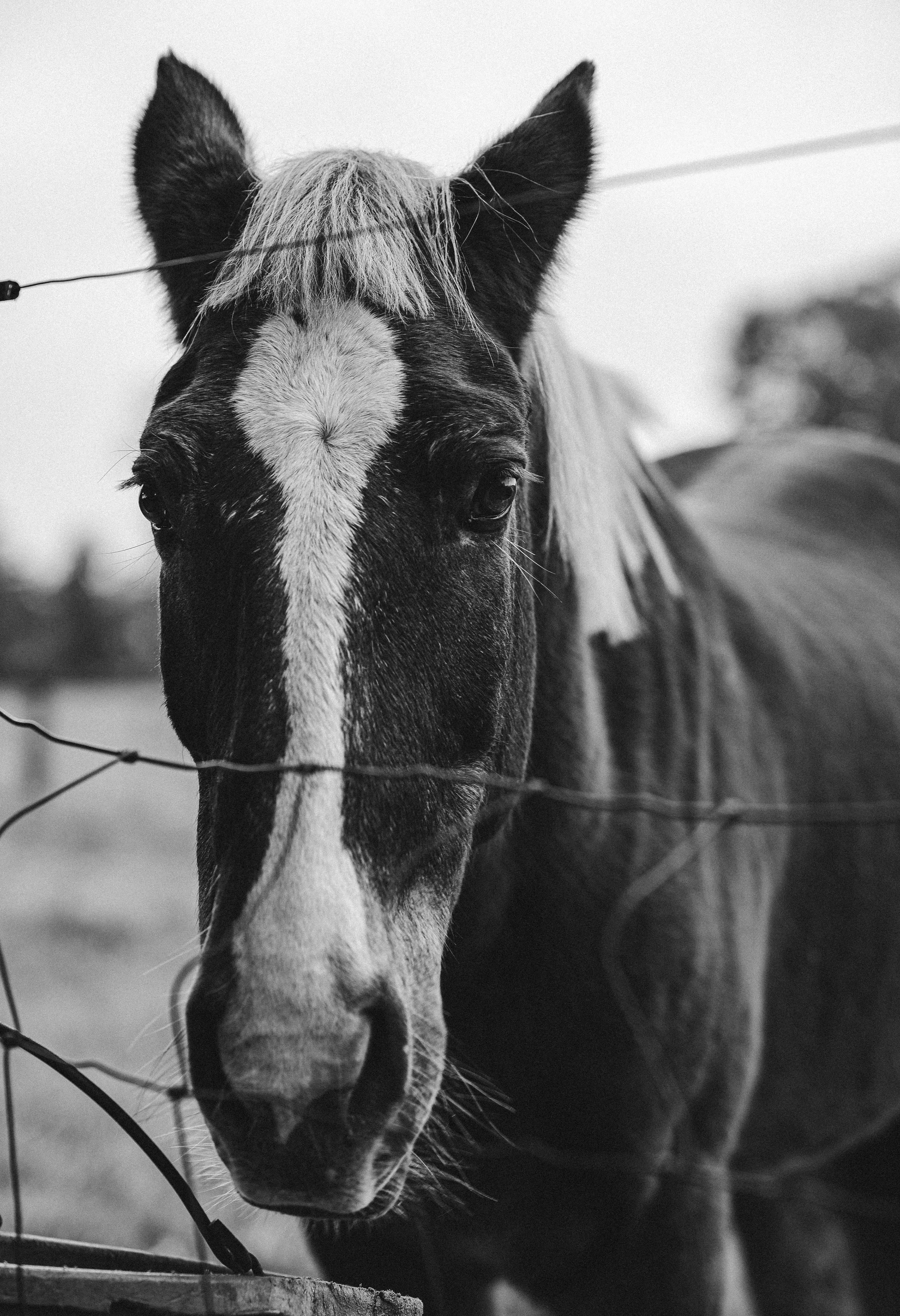 Horse 2