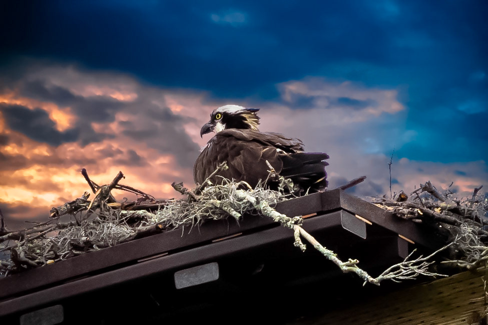 Osprey / Creative Editing / Sun City Center, FL /2021
