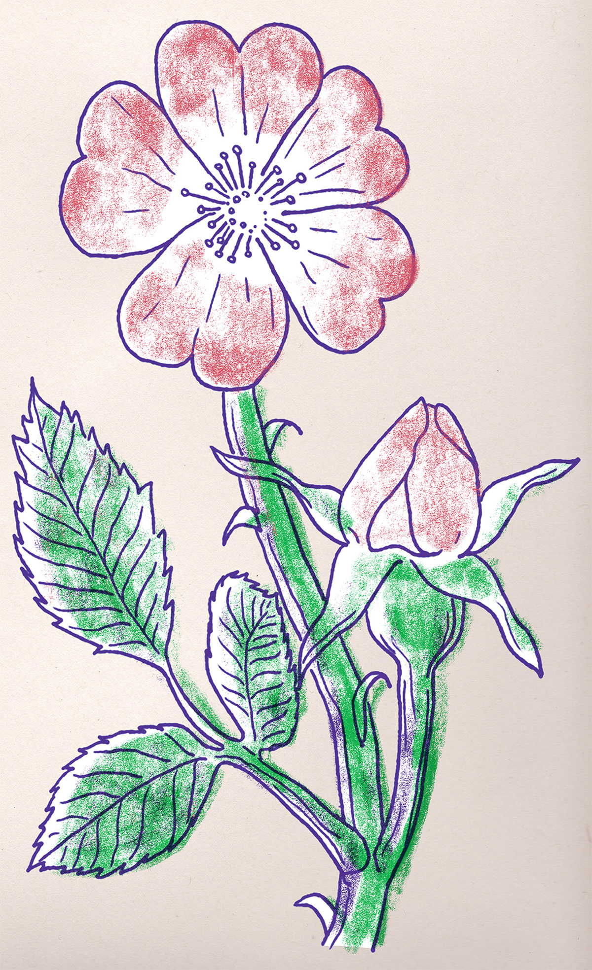 Dog rose