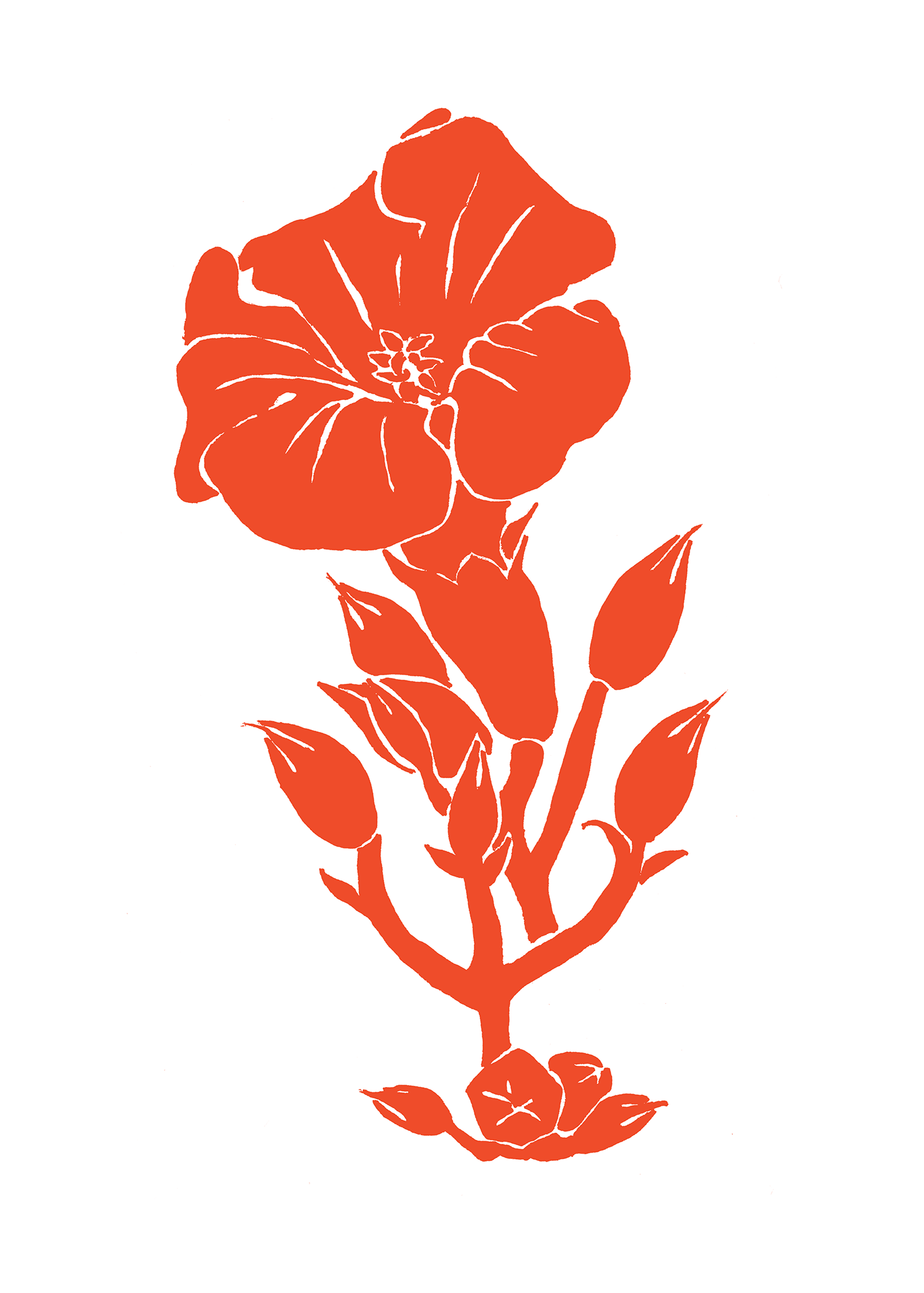 Campsis radicans