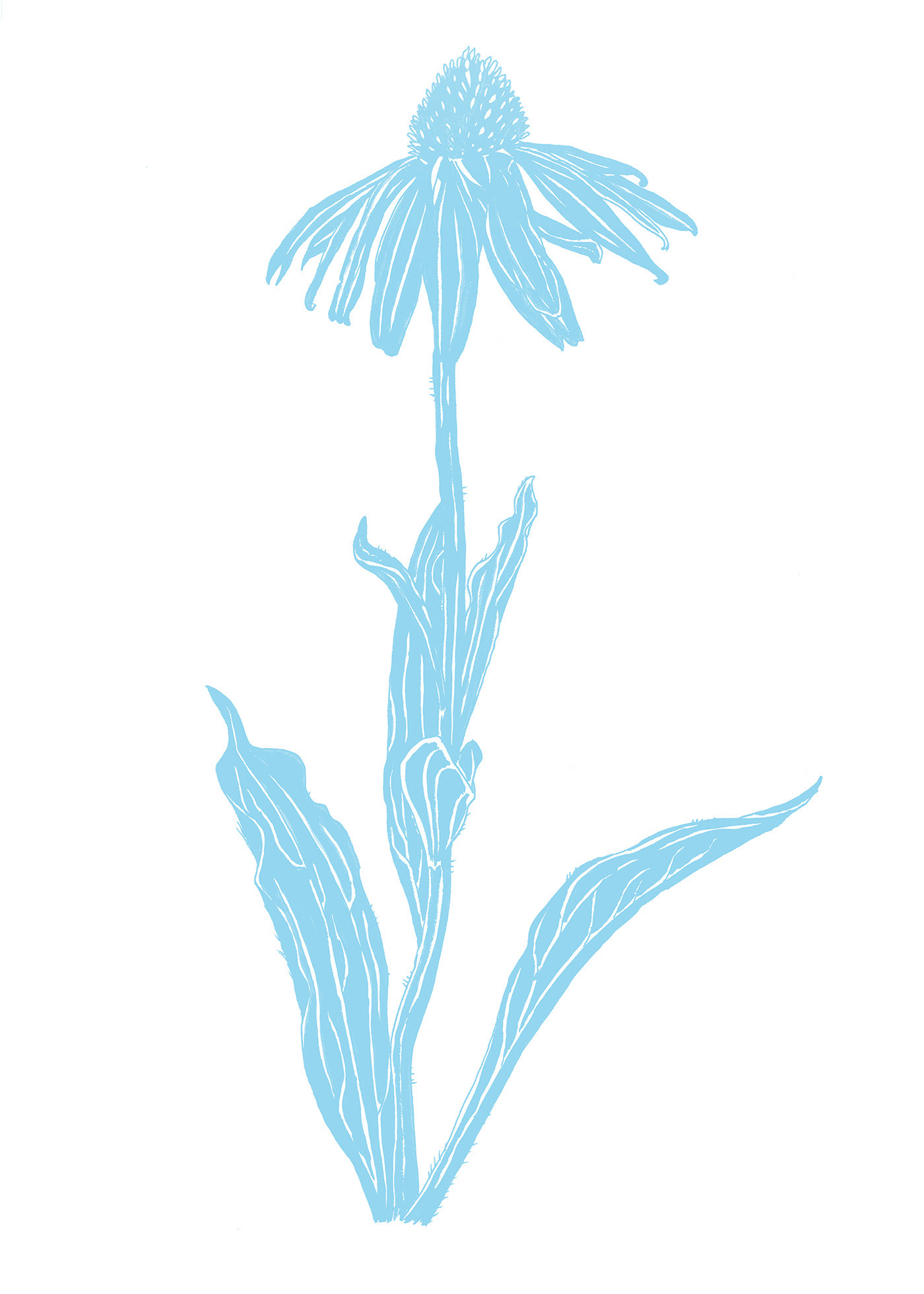 Echinacea angustifolia
