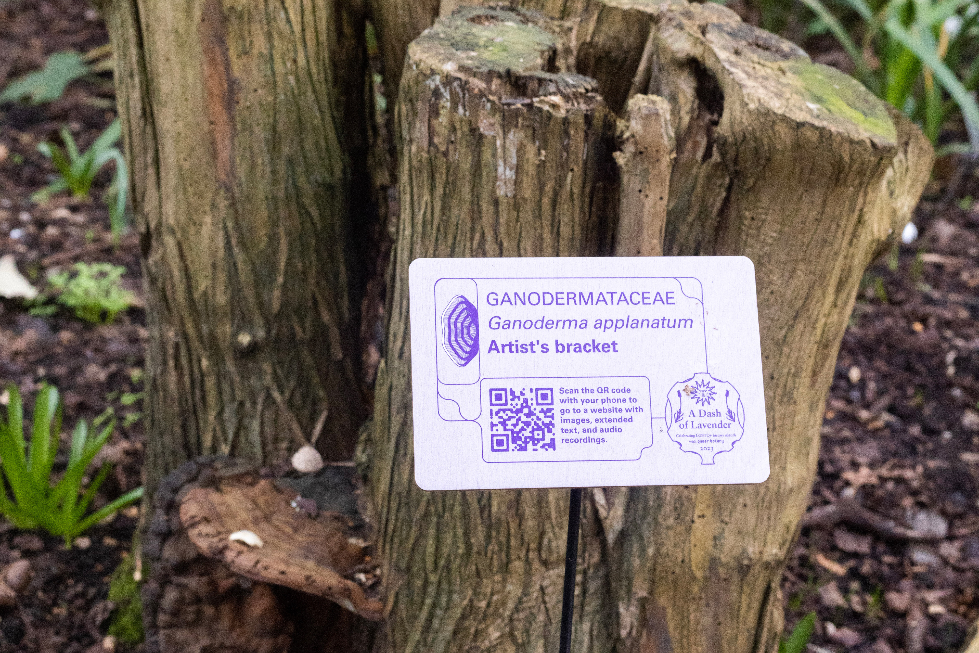 Ganoderma plant label, Photo by Fikayo Adebajo