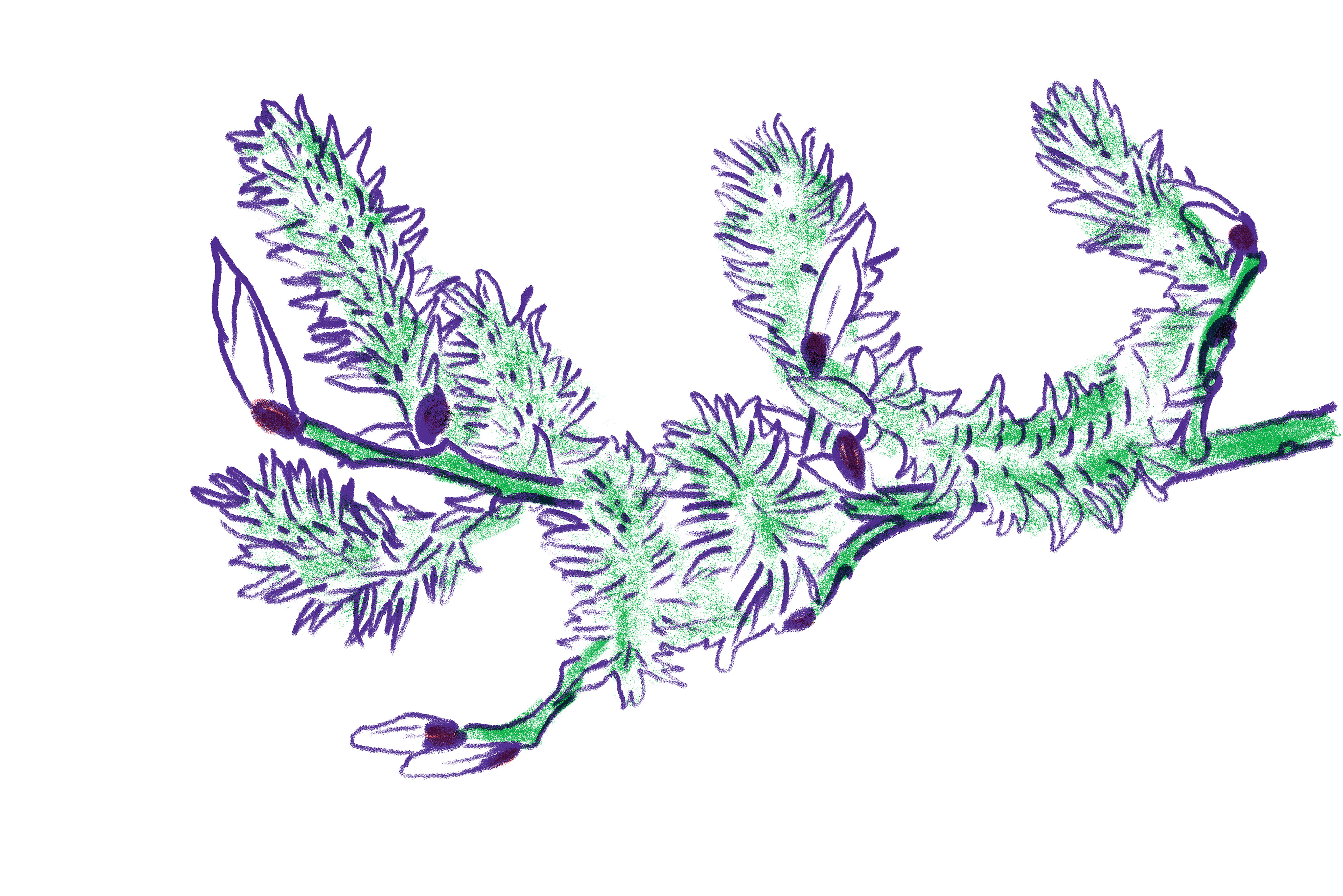 Grey willow seed-producing catkins