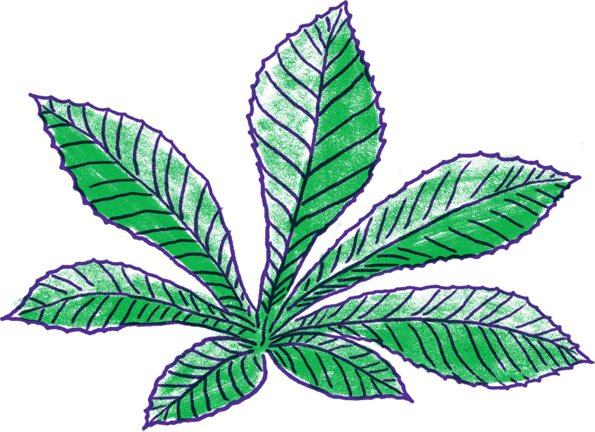 Horse chestnut leaf