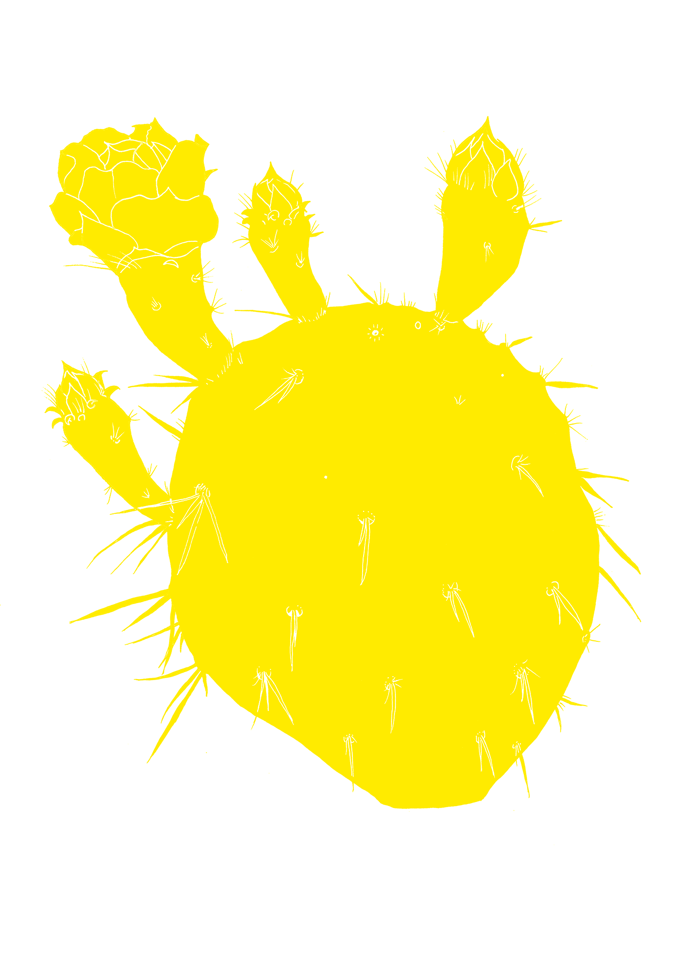 Opuntia lindheimeri